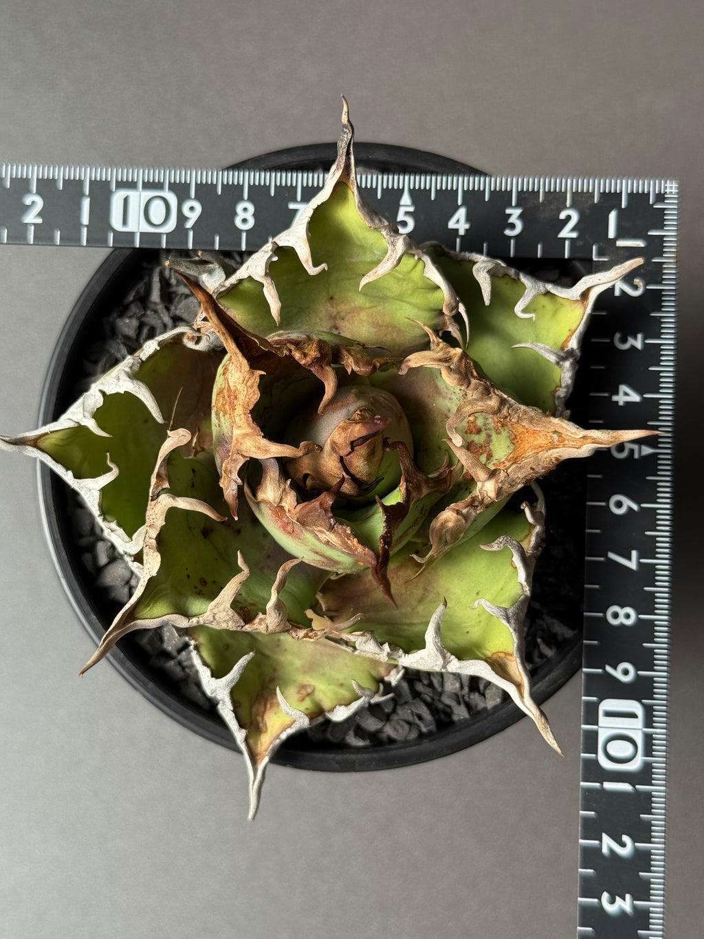 【Stano.Lab】<br>アガベ チタノタ<br> 'シーザー' GT-30