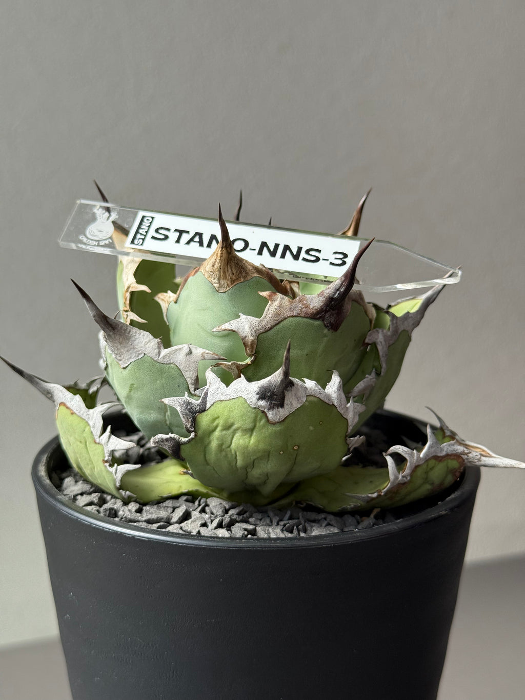 【Stano.Lab】<br>アガベ チタノタ<br> 'カゲザメ'