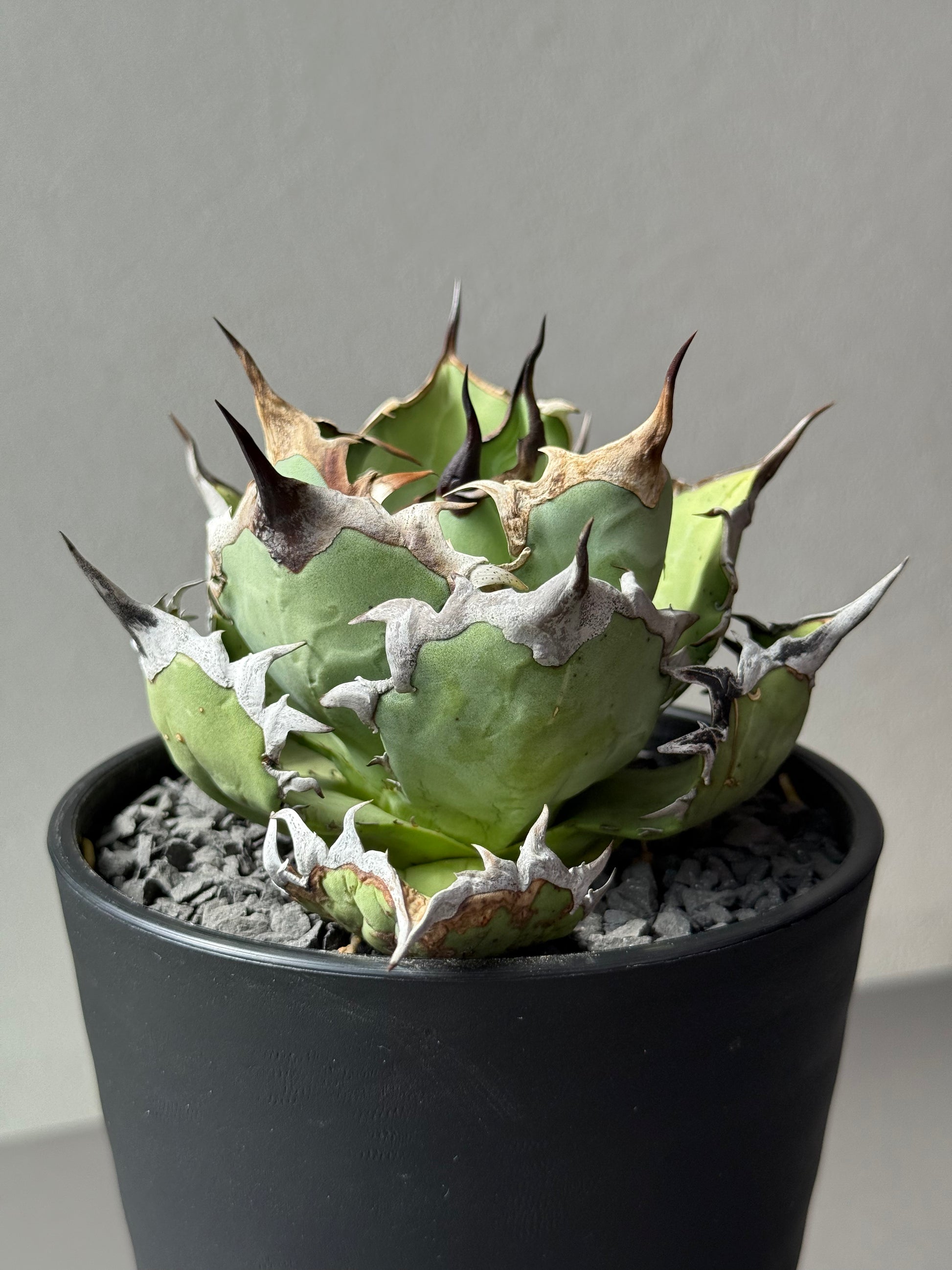 【Stano.Lab】<br>アガベ チタノタ<br> 'カゲザメ'