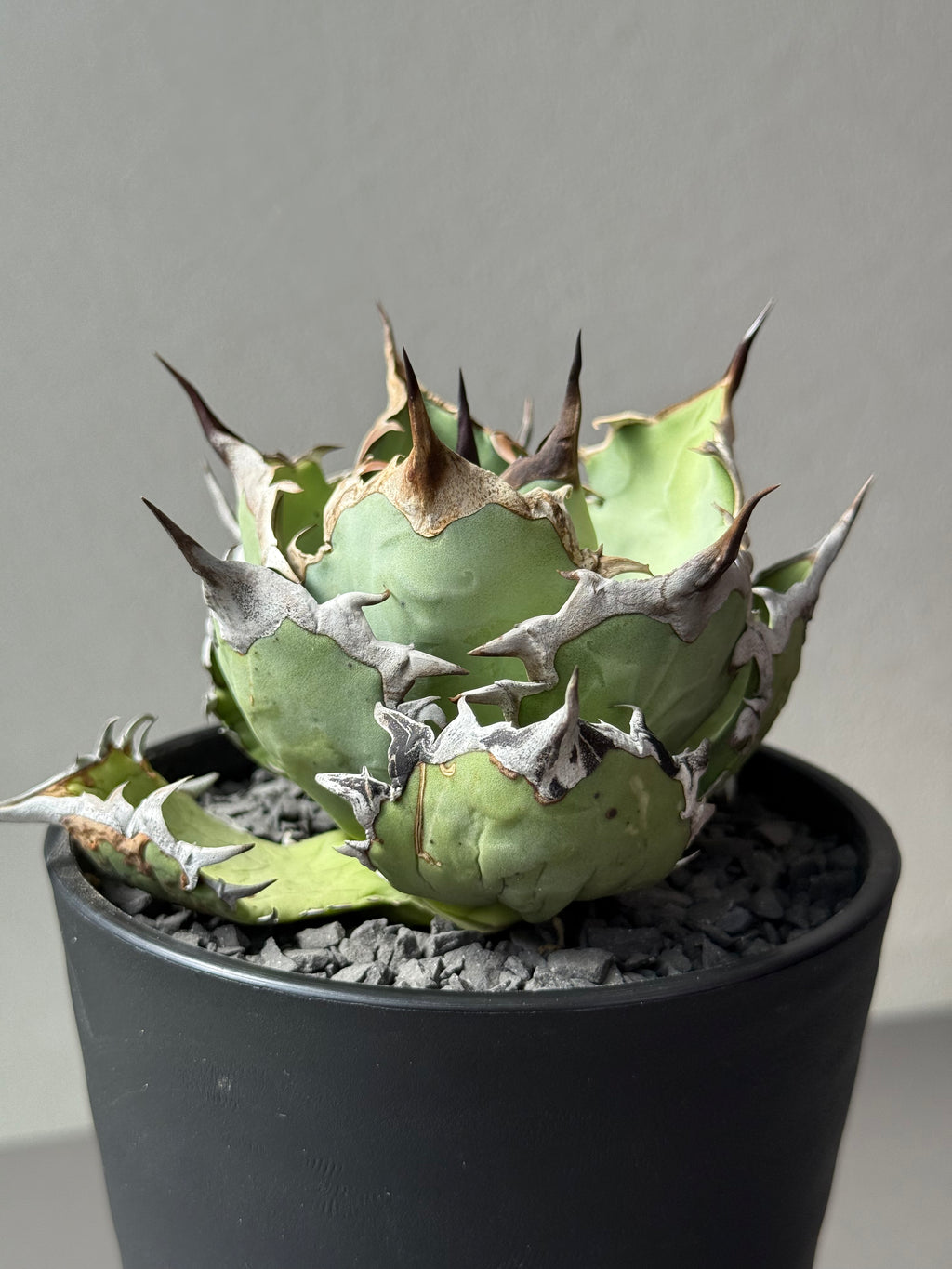 【Stano.Lab】<br>アガベ チタノタ<br> 'カゲザメ'