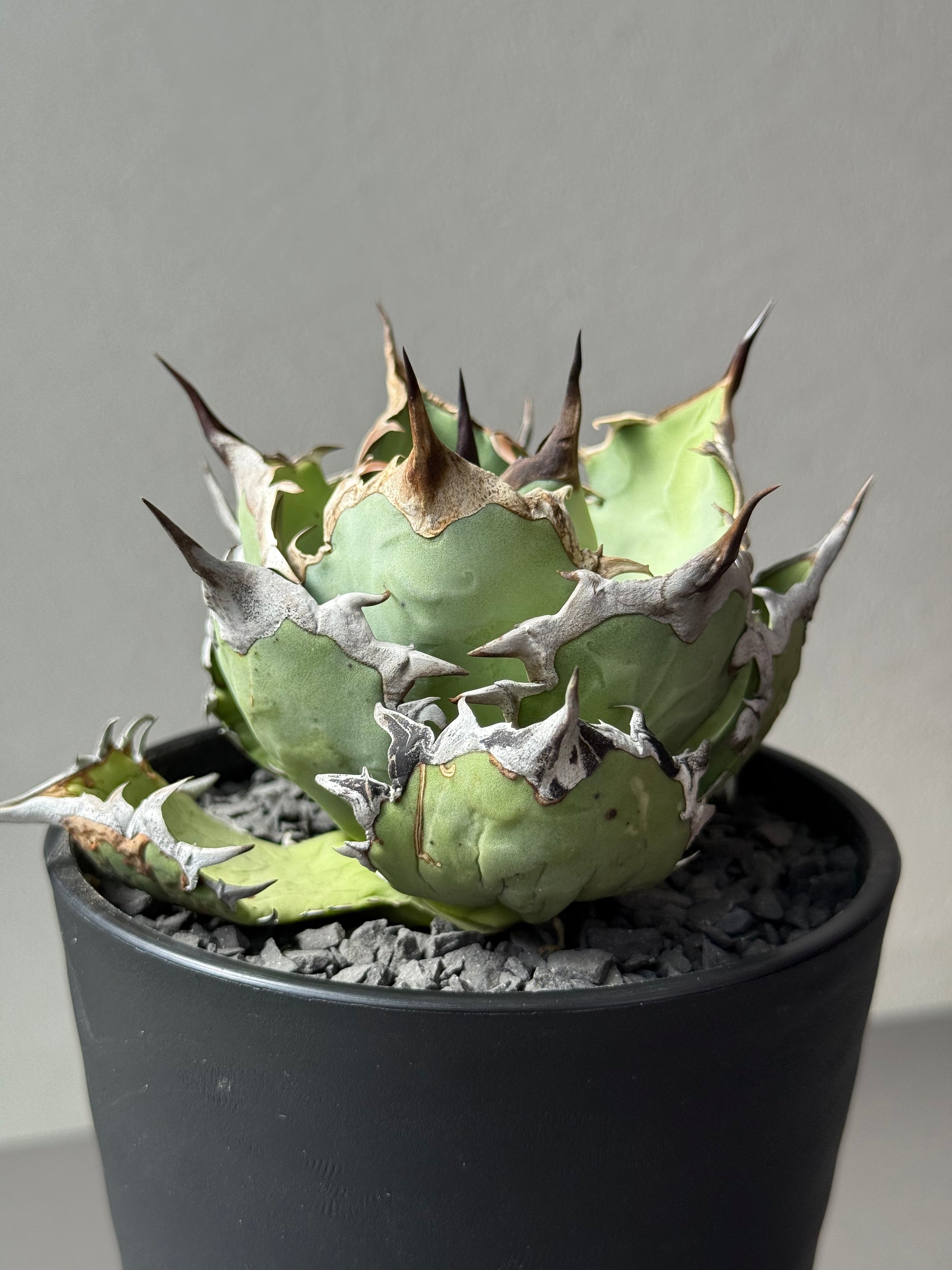 【Stano.Lab】<br>アガベ チタノタ<br> 'カゲザメ'