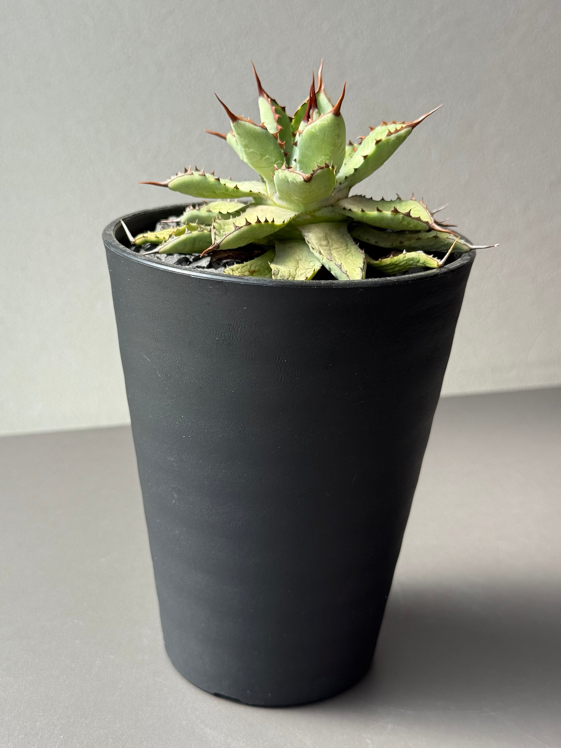 Stano.Lab】アガベ ハイブリッド 吉祥冠 x 瀧雷 GL028 – Caudexsan