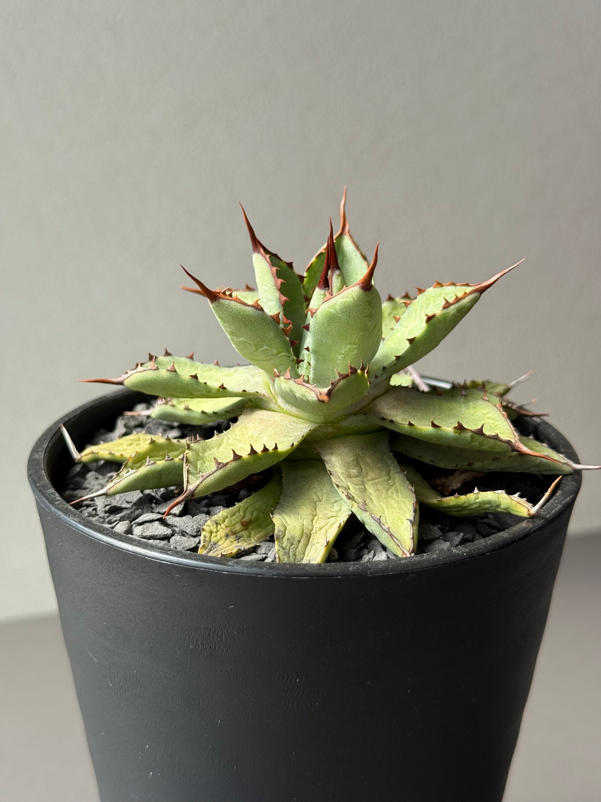 【選抜】アガベhyb パライシ中株 選抜】アガベhyb パライシ中株 IMG_1583.jpg?v=1731833018&