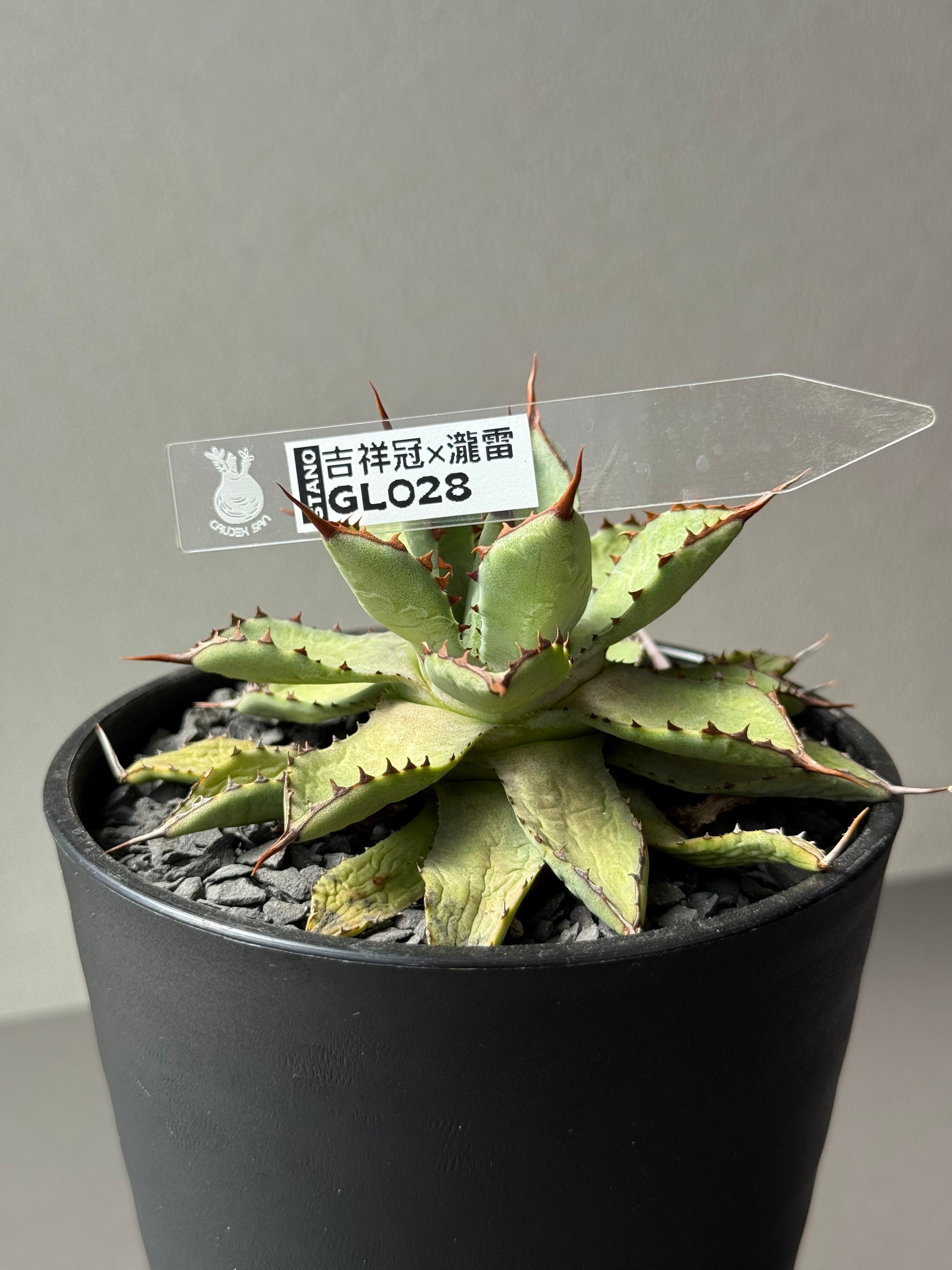 アガベ８株セット アガベ8株セット 2025年最新】アガベ(Agave)のおすすめ商品一覧