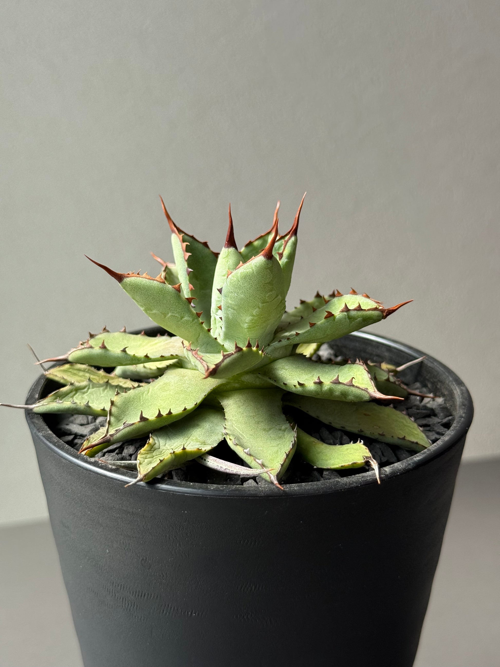 【Stano.Lab】<br>アガベ ハイブリッド<br> 吉祥冠 x 瀧雷 GL028