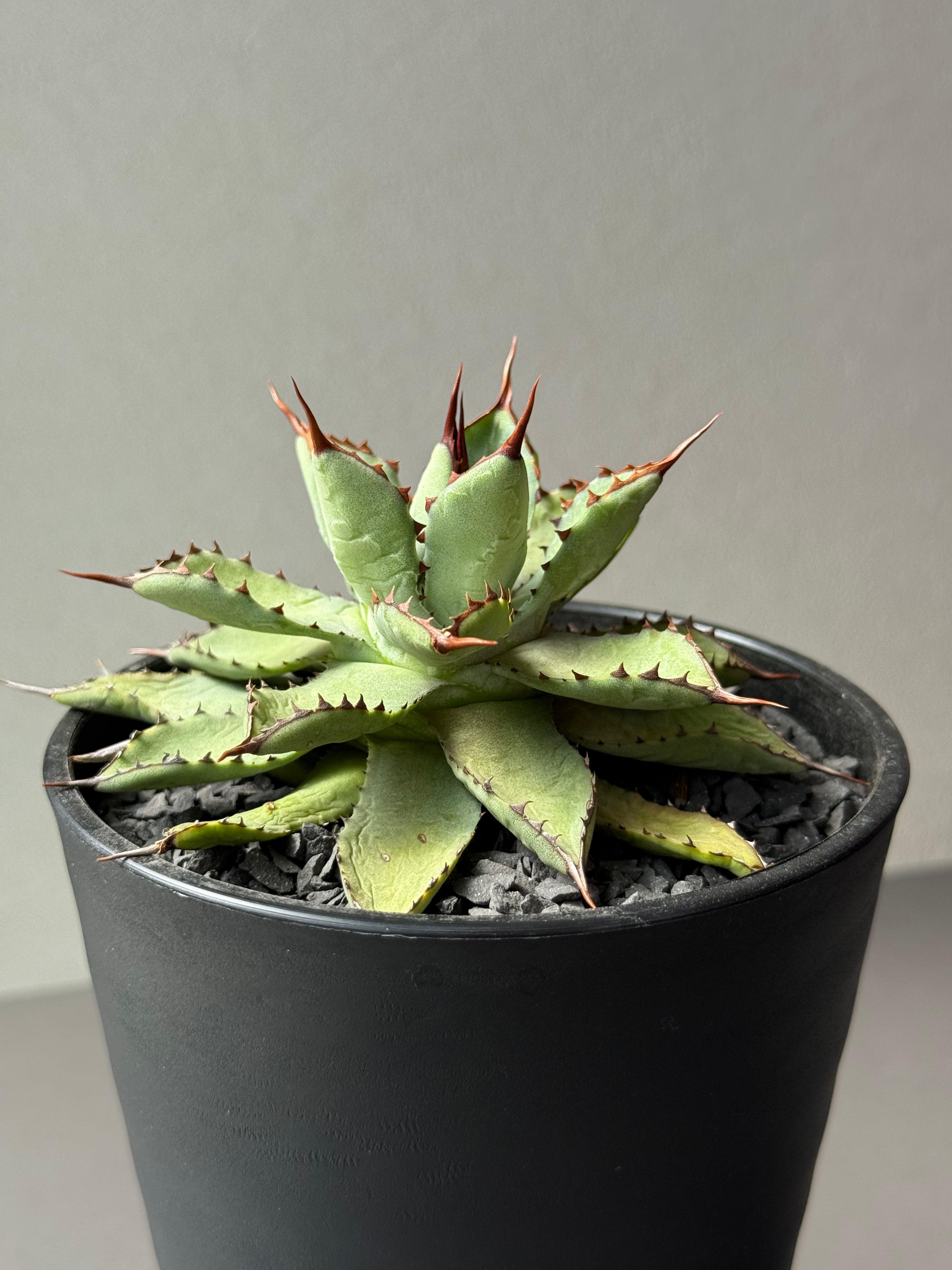 子株】龍爪×吉祥冠 ドラゴントゥース ハイブリッドアガベ hybrid Agave