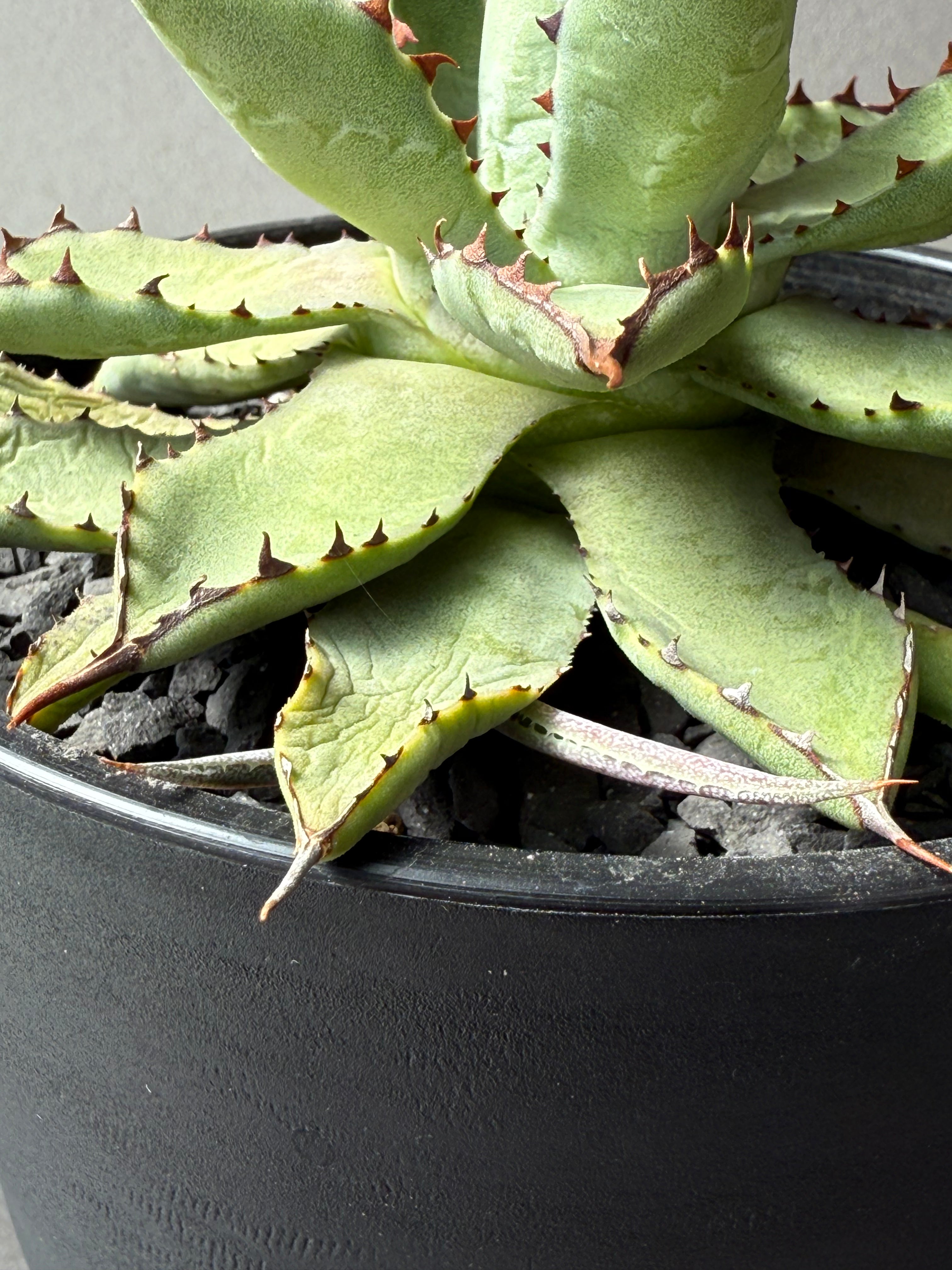 子株】龍爪×吉祥冠 ドラゴントゥース ハイブリッドアガベ hybrid Agave