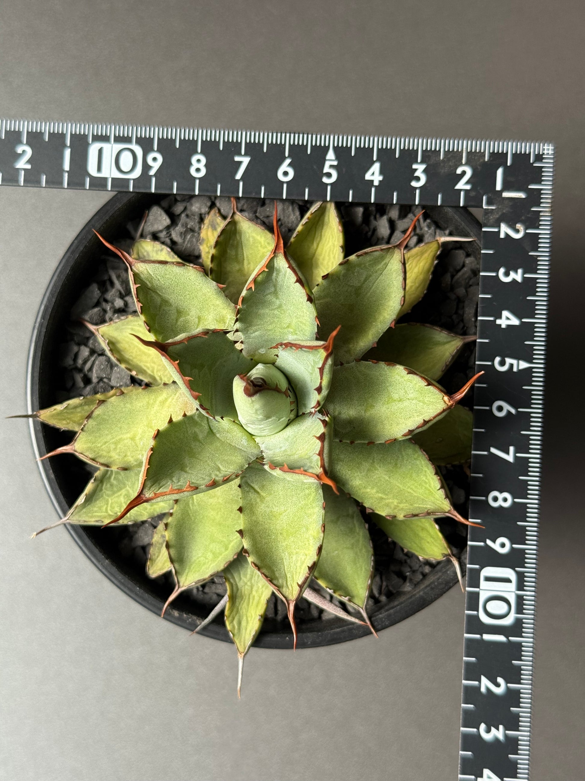 アガベ　こばりょう Stano.Lab】アガベ ハイブリッド 吉祥冠 x 瀧雷 GL028 – Caudexsan