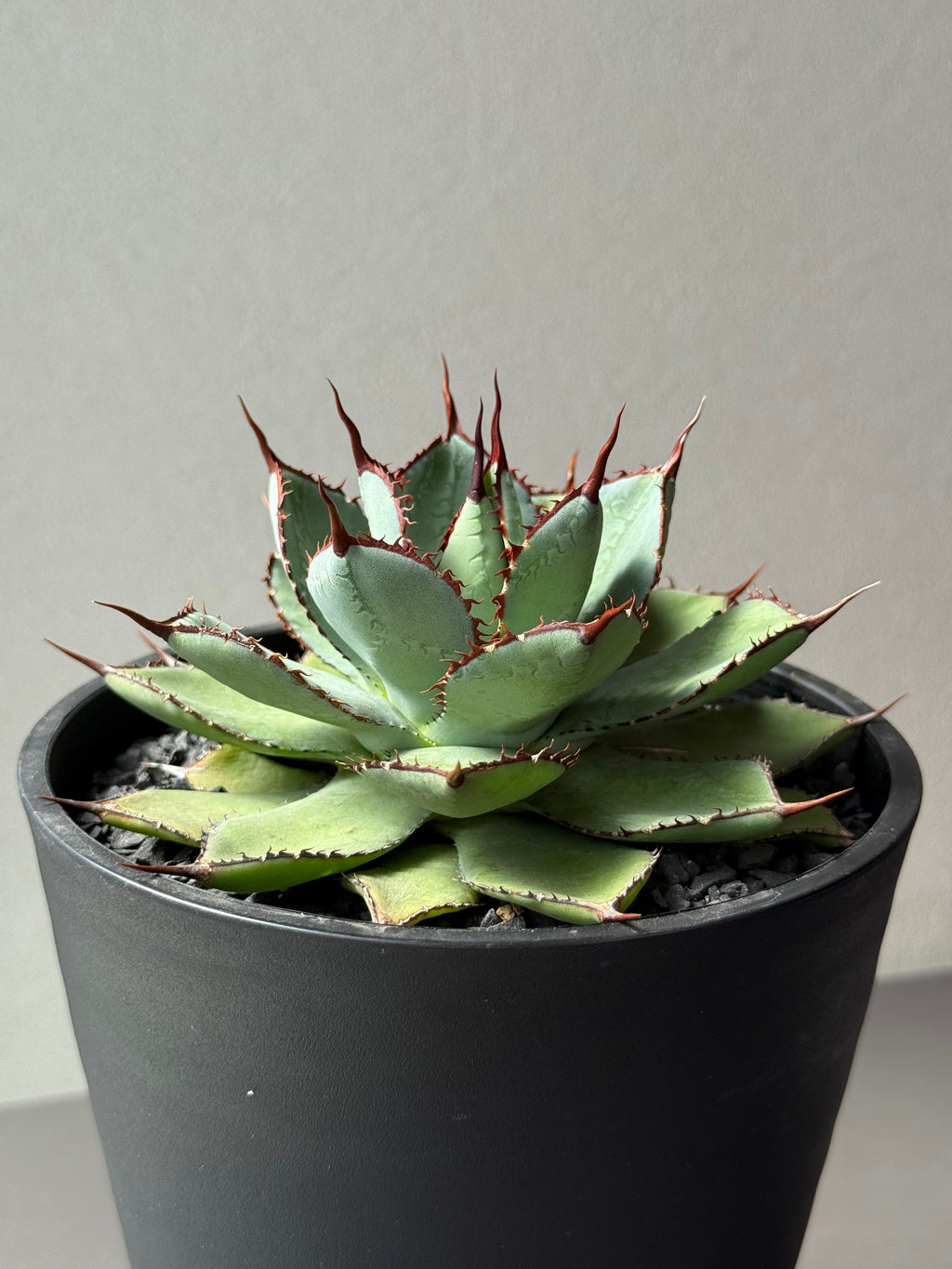 【Stano.Lab】<br>アガベ ハイブリッド<br> 吉祥冠 x 瀧雷 GL042