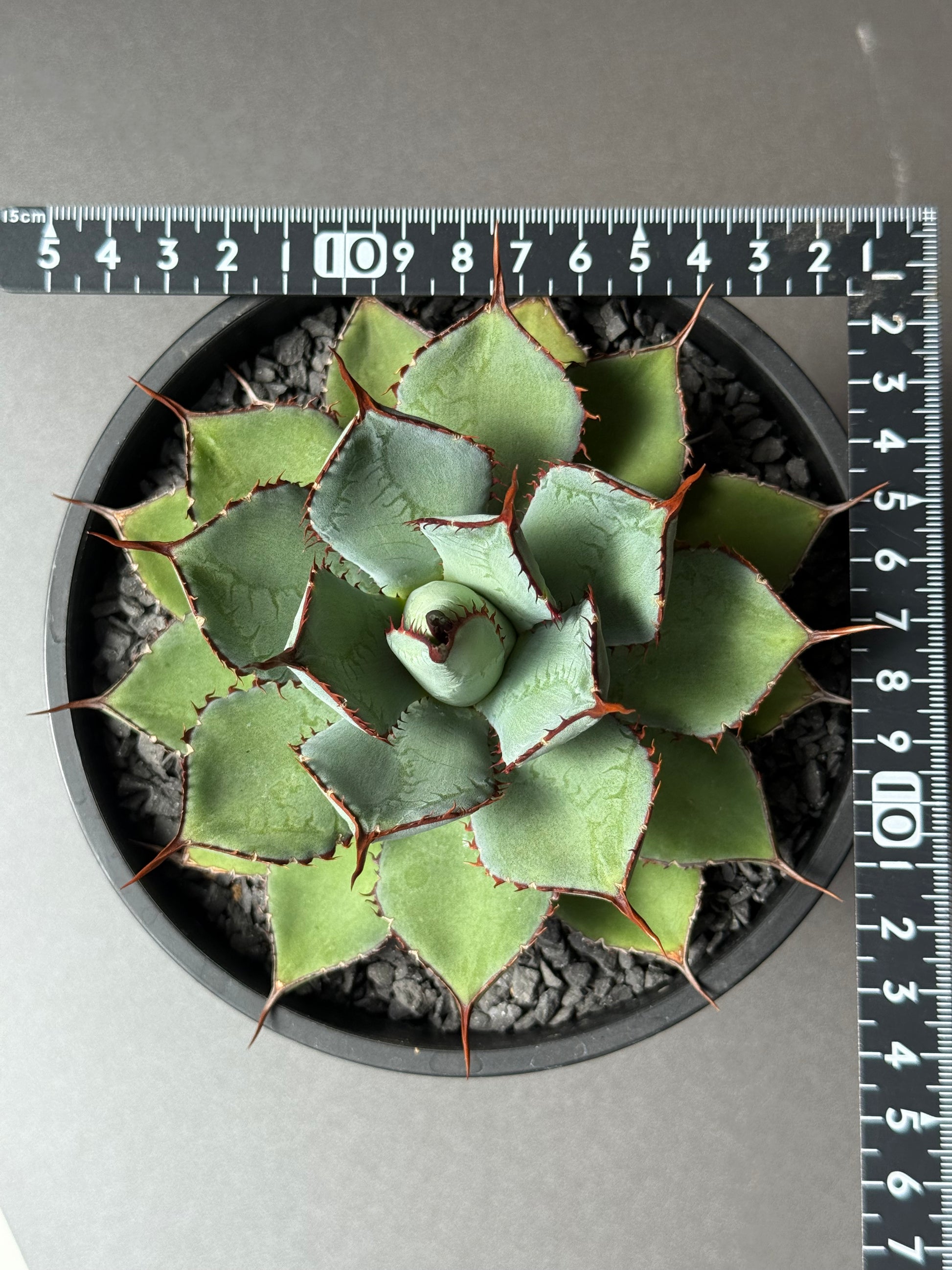 【Stano.Lab】<br>アガベ ハイブリッド<br> 吉祥冠 x 瀧雷 GL042