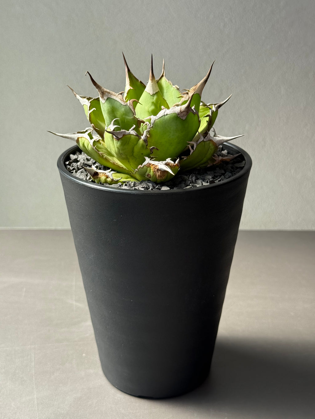 【Stano.Lab】<br>アガベ チタノタ<br> 'フィッシュ ボーン' GT-4