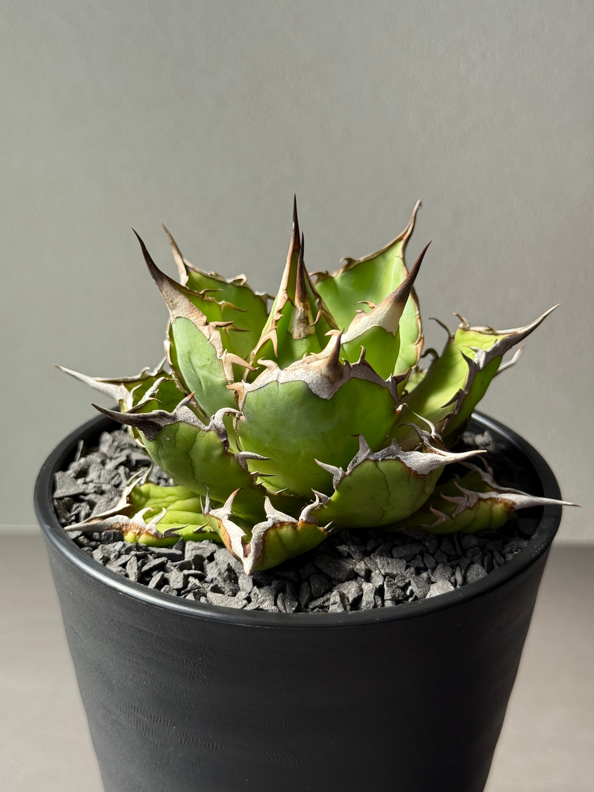 【Stano.Lab】<br>アガベ チタノタ<br> 'フィッシュ ボーン' GT-4