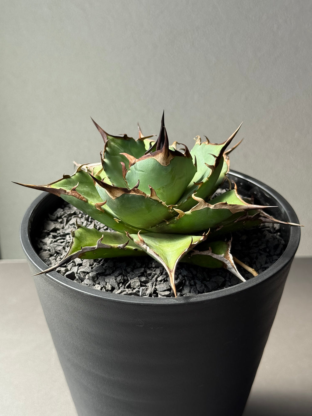 【Stano.Lab】<br>アガベ チタノタ<br> 'ハデス'GT-5