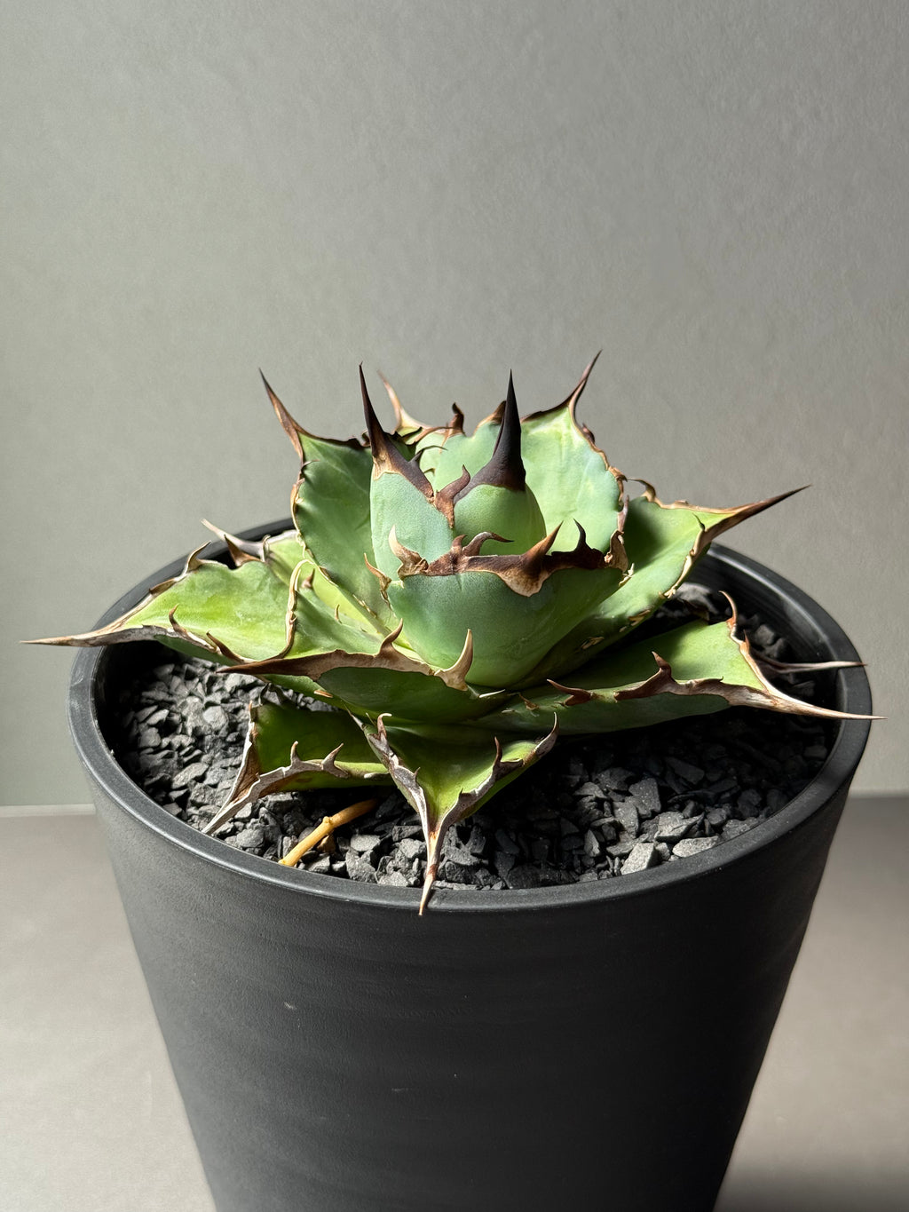 【Stano.Lab】<br>アガベ チタノタ<br> 'ハデス'GT-5