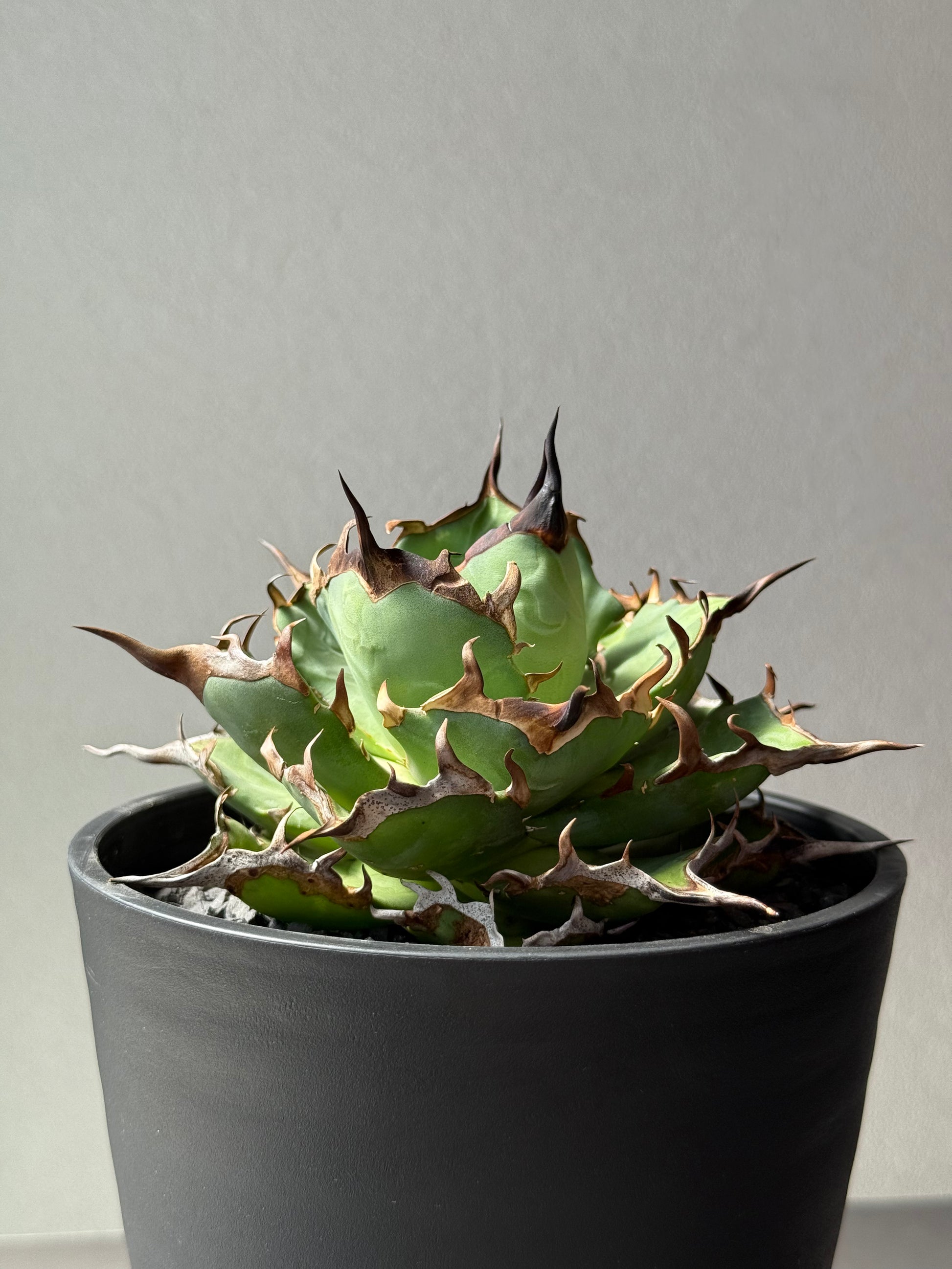 【Stano.Lab】<br>アガベ チタノタ<br> 'ハデス'GT-6