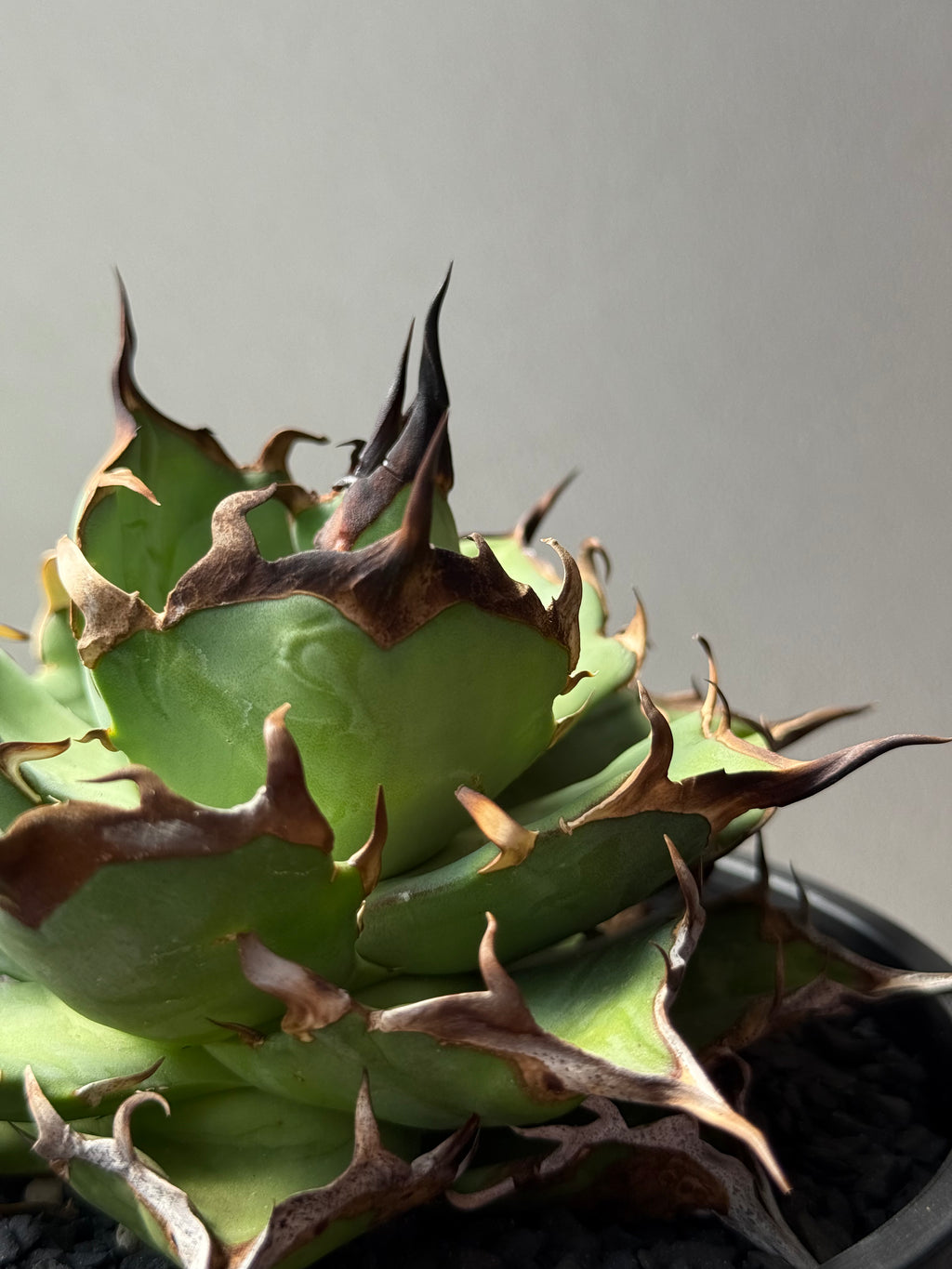 【Stano.Lab】<br>アガベ チタノタ<br> 'ハデス'GT-6