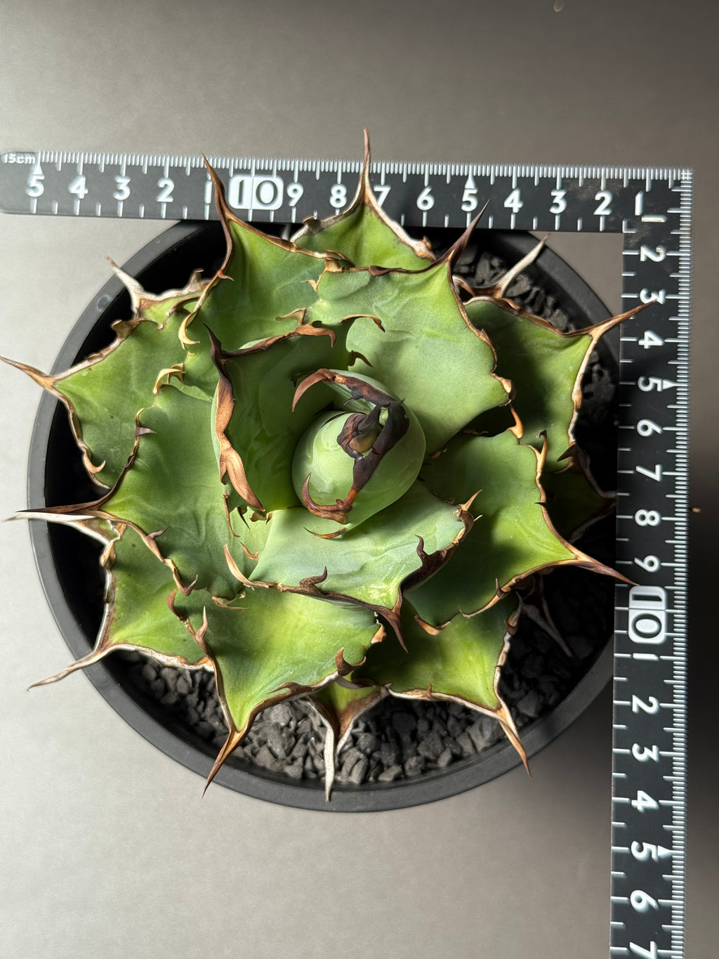 【Stano.Lab】<br>アガベ チタノタ<br> 'ハデス'GT-6