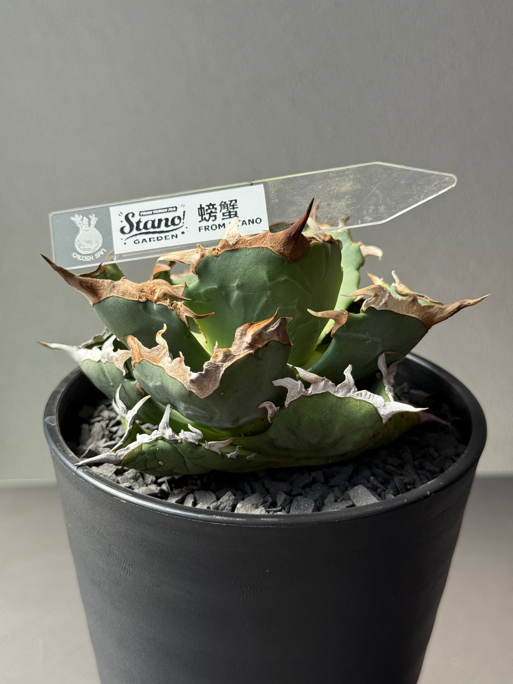 【Stano.Lab】<br>アガベ チタノタ<br> 'カニ' GT-7 初心者お薦め