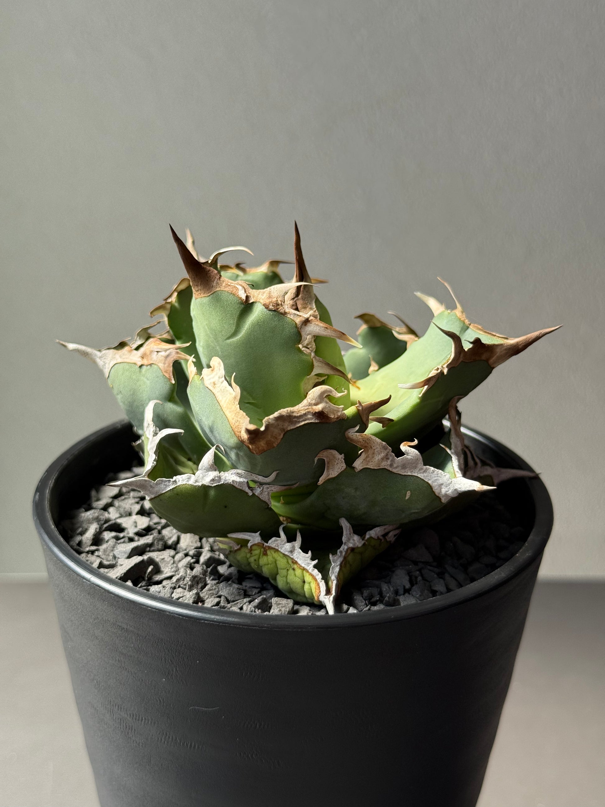 【Stano.Lab】<br>アガベ チタノタ<br> 'カニ' GT-7 初心者お薦め