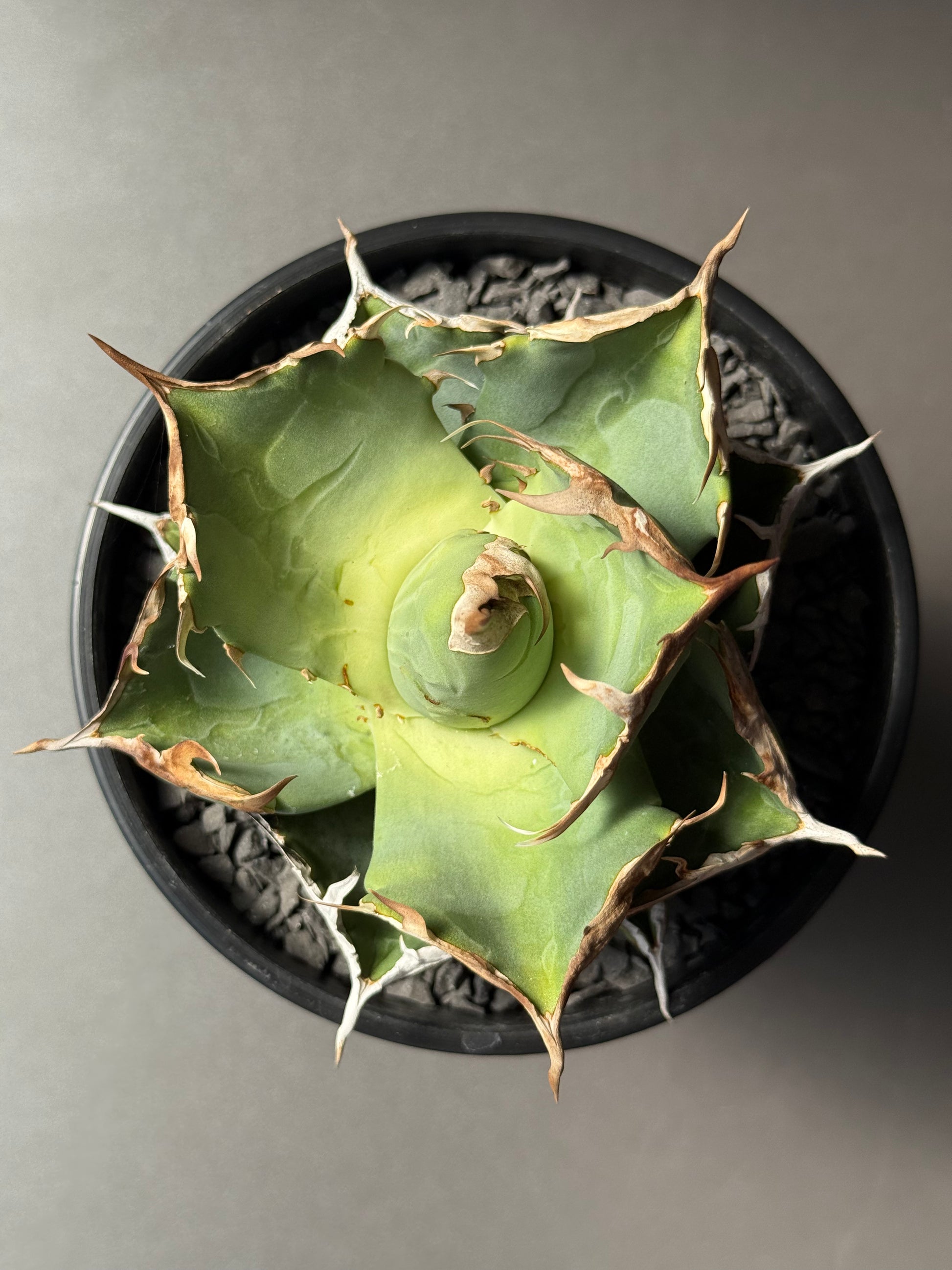 【Stano.Lab】<br>アガベ チタノタ<br> 'カニ' GT-7 初心者お薦め