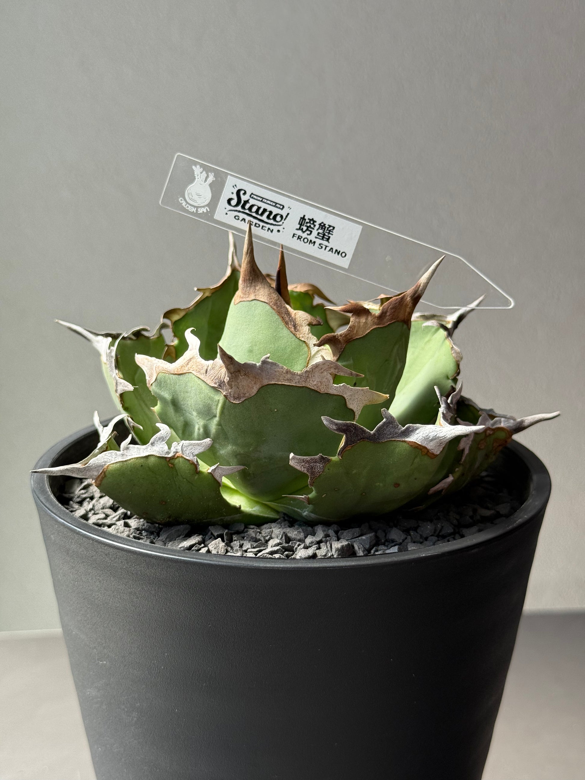 【Stano.Lab】<br>アガベ チタノタ<br> 'カニ' GT-8