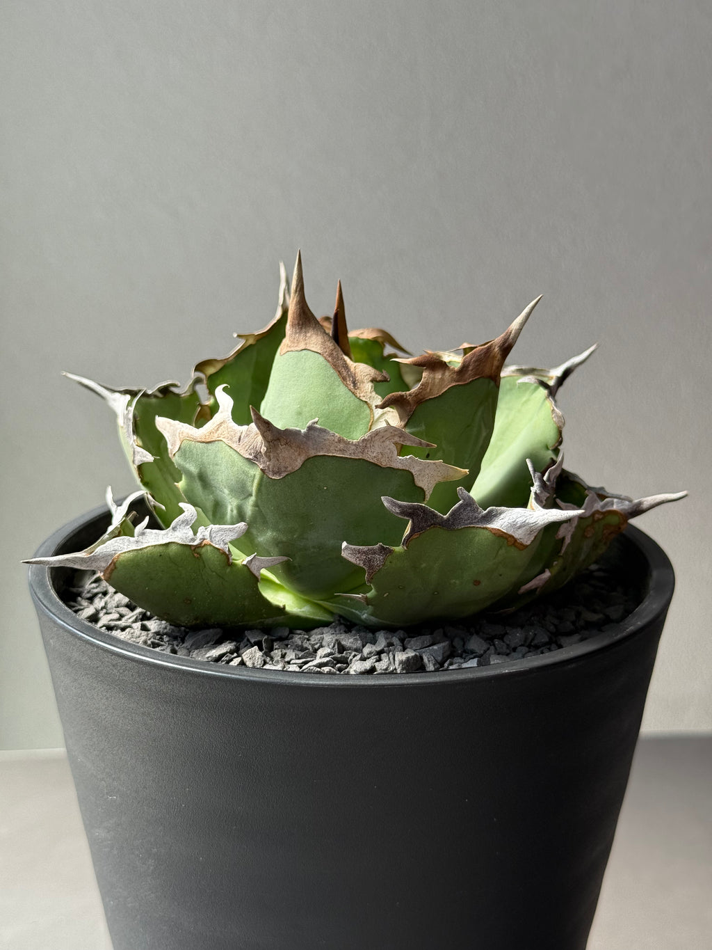 【Stano.Lab】<br>アガベ チタノタ<br> 'カニ' GT-8