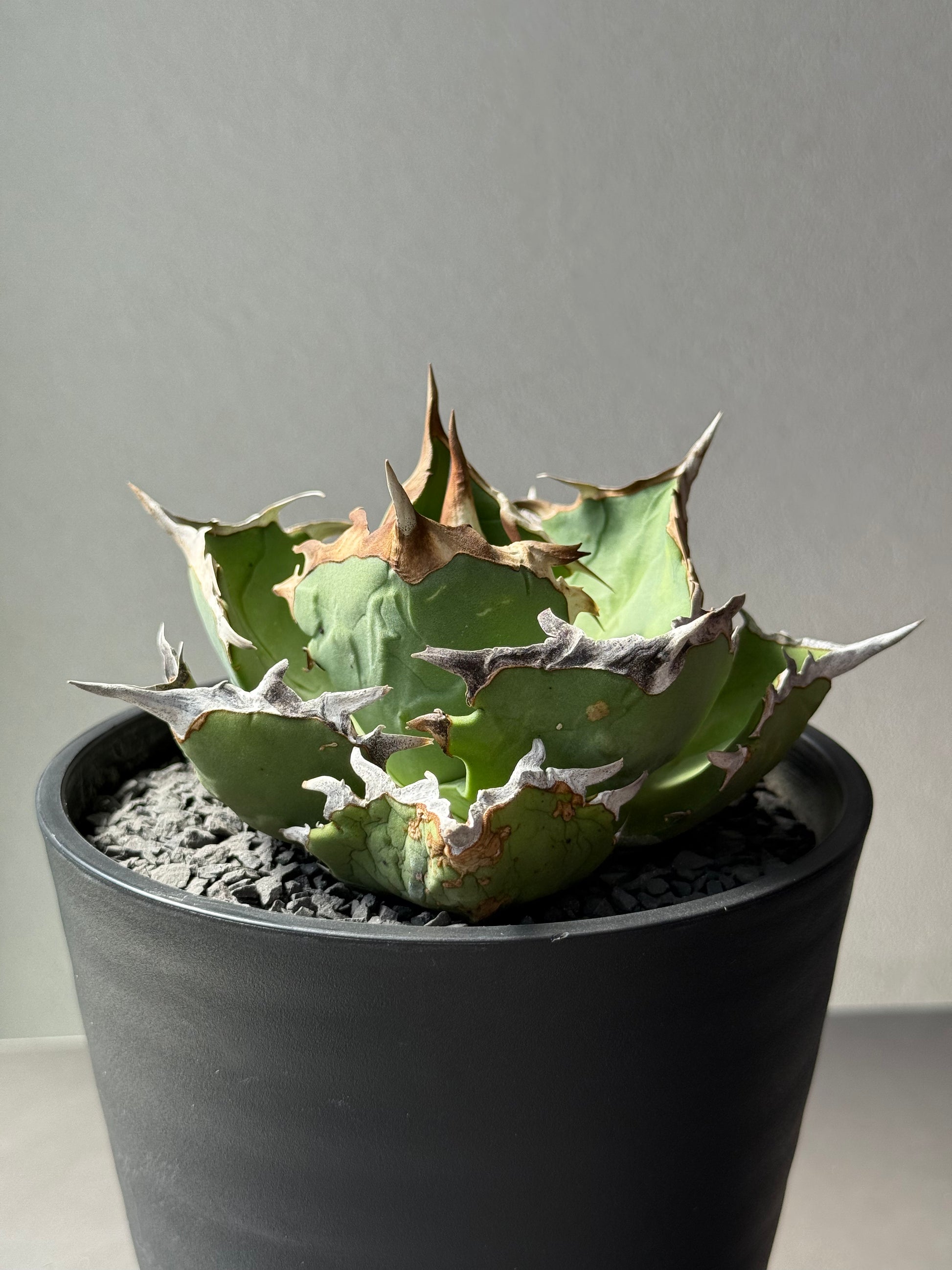 【Stano.Lab】<br>アガベ チタノタ<br> 'カニ' GT-8