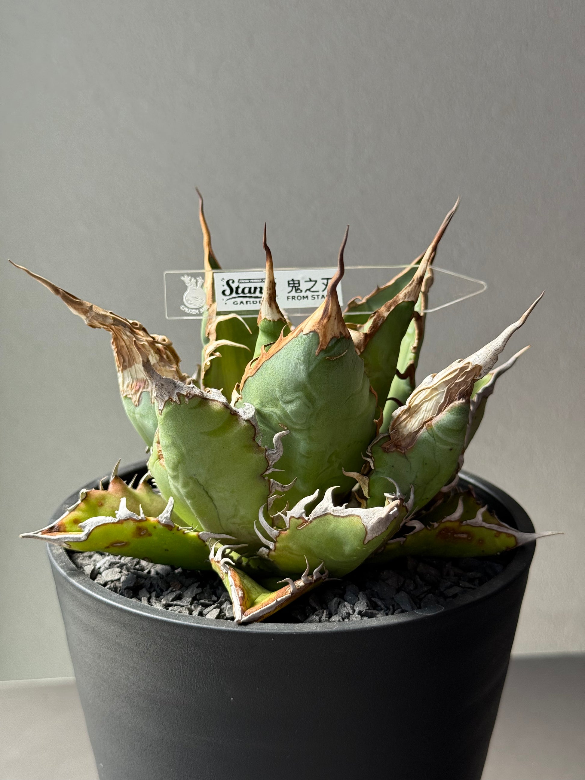 【Stano.Lab】<br>アガベ チタノタ<br> 'チーター'