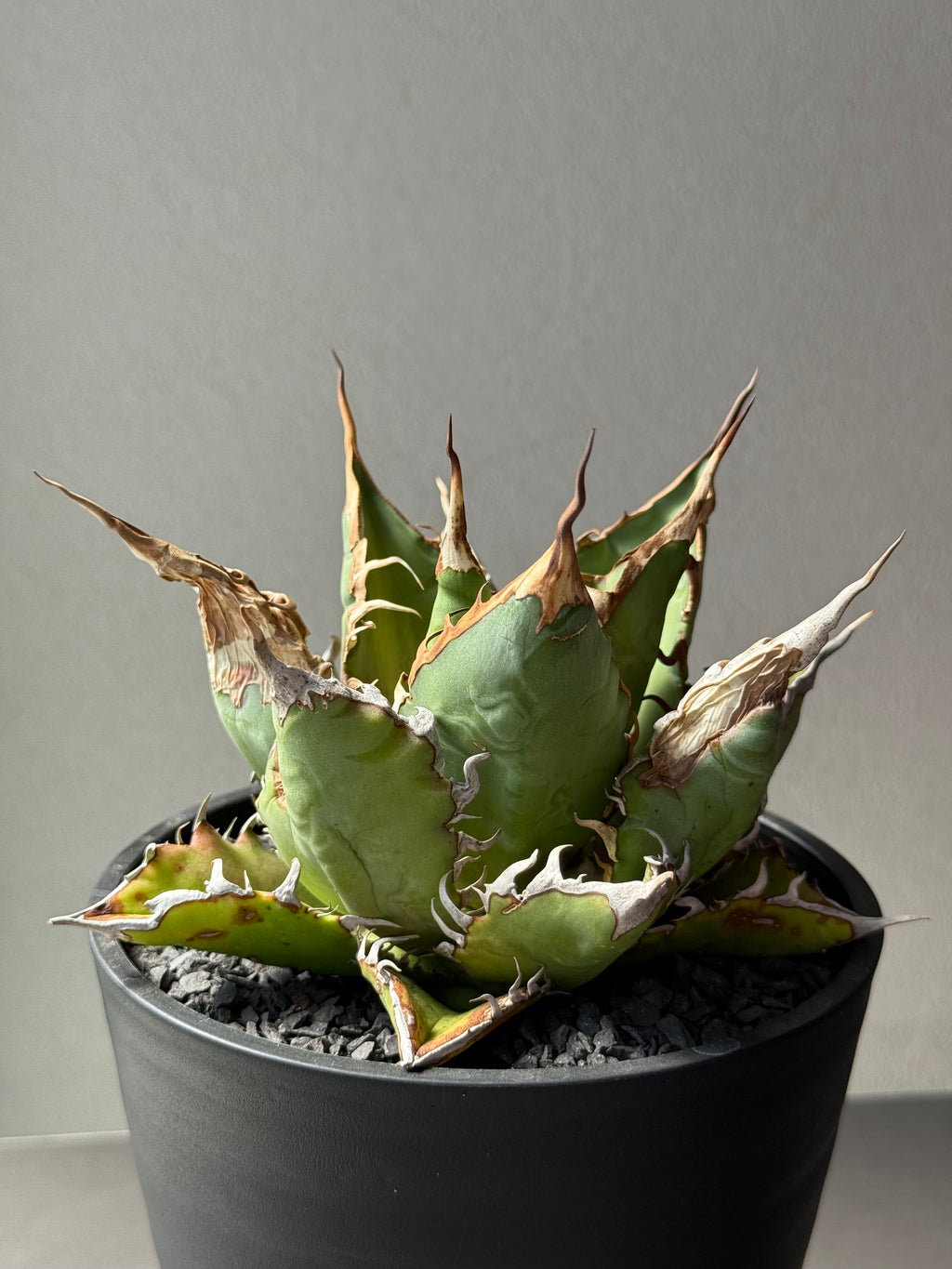 【Stano.Lab】<br>アガベ チタノタ<br> 'チーター'