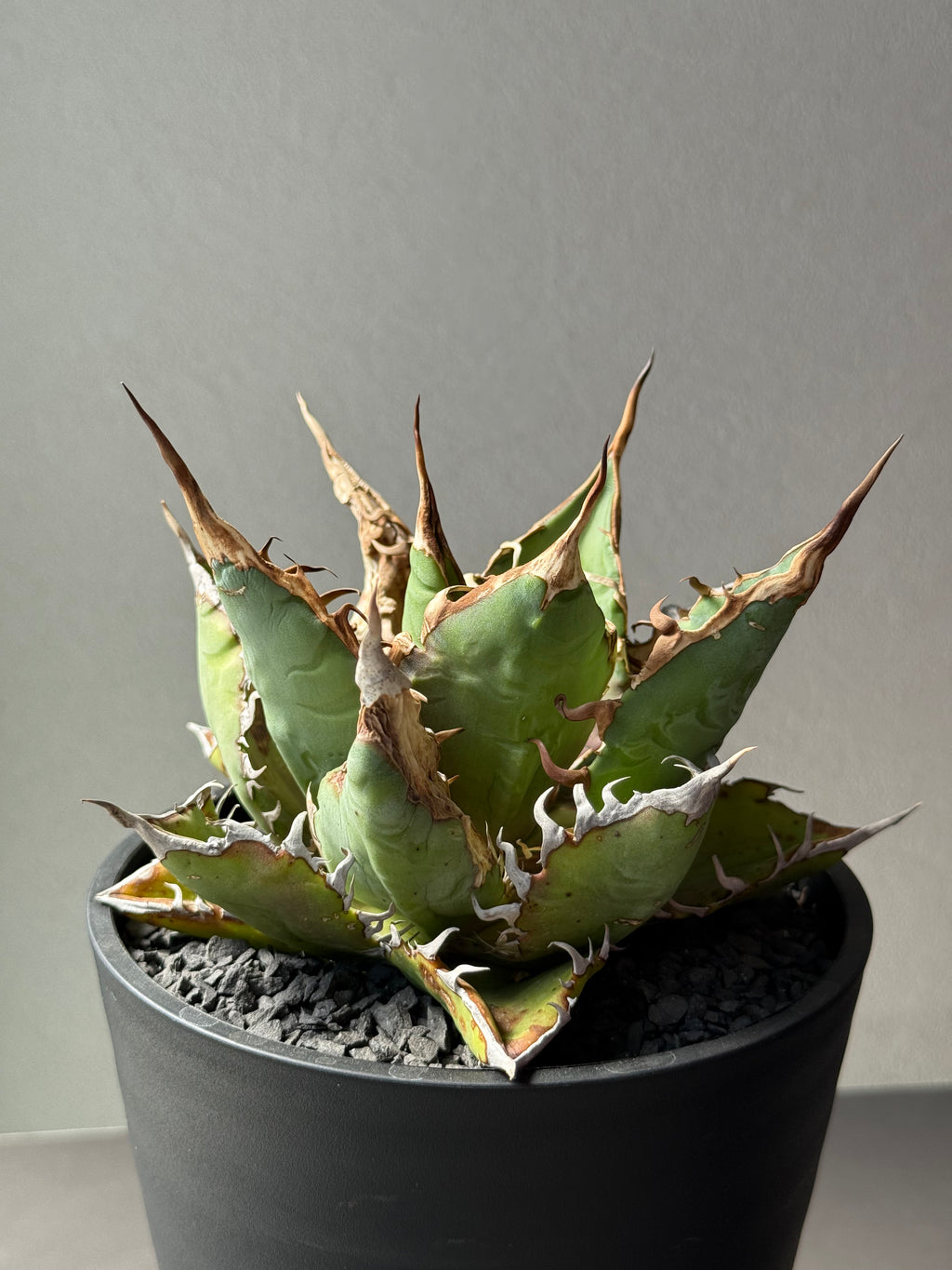 【Stano.Lab】<br>アガベ チタノタ<br> 'チーター'