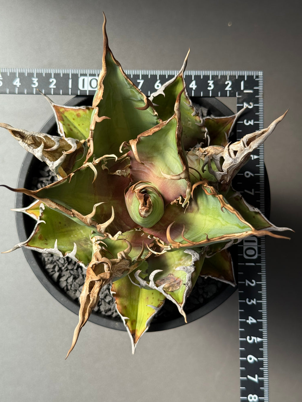 【Stano.Lab】<br>アガベ チタノタ<br> 'チーター'