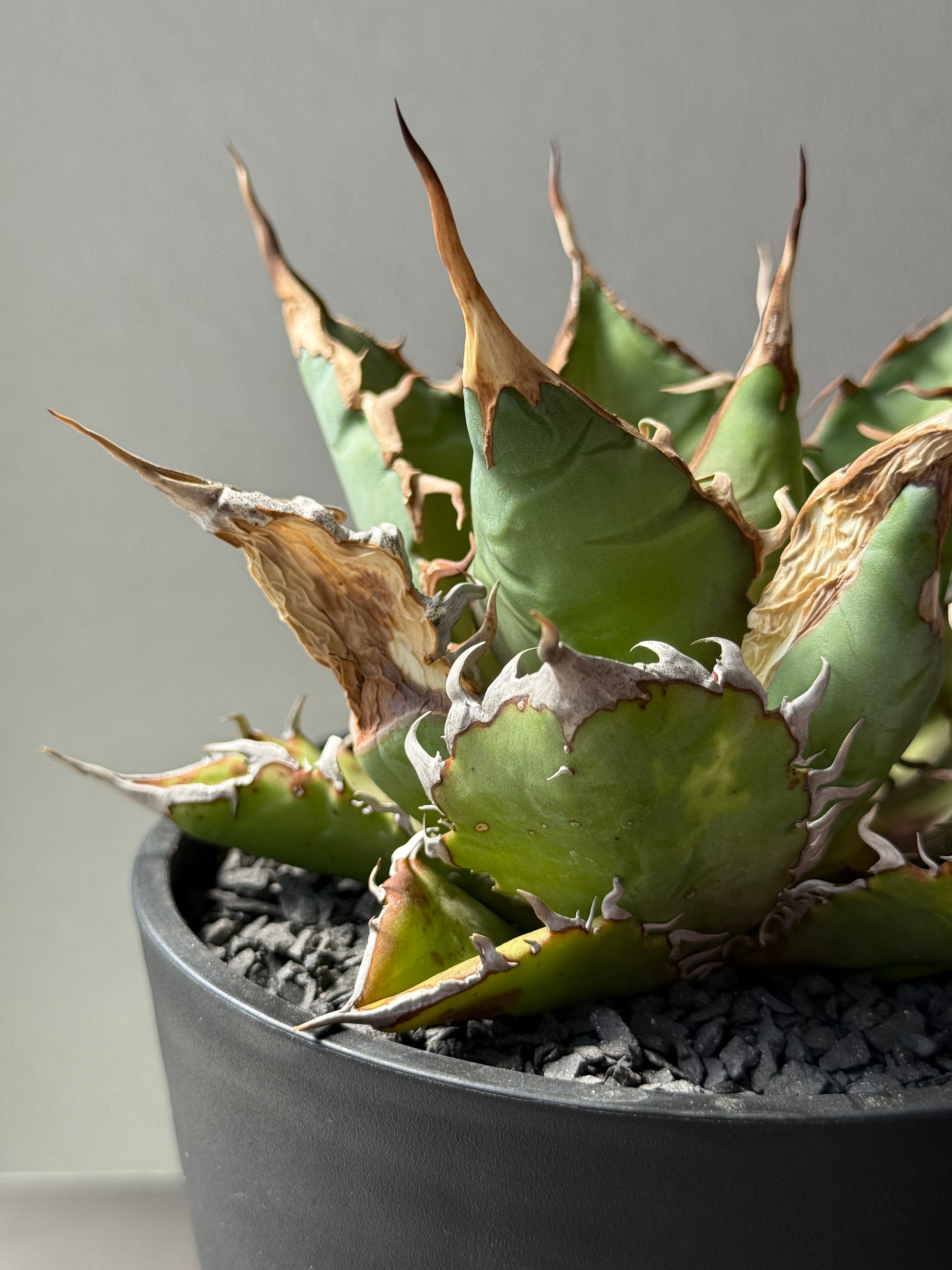 【Stano.Lab】<br>アガベ チタノタ<br> 'チーター'