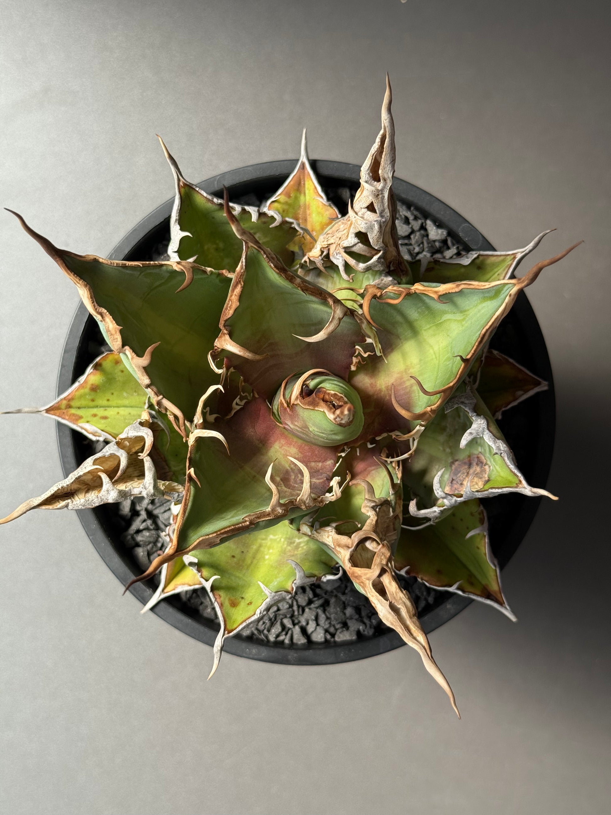 【Stano.Lab】<br>アガベ チタノタ<br> 'チーター'