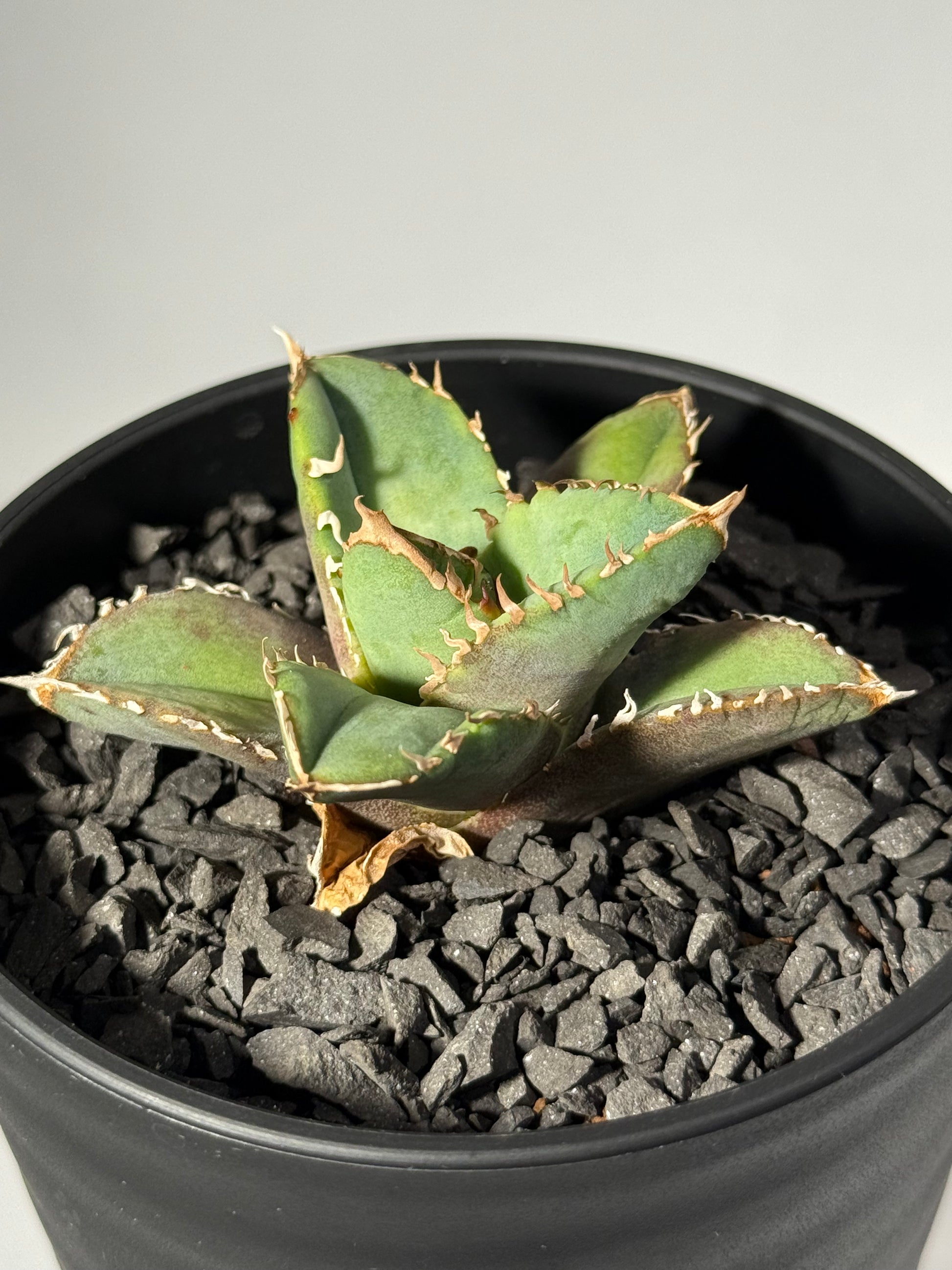 【台湾Stano.Lab産】<br>アガベ チタノタ<br> 'Dragon Eyes'龍瞳