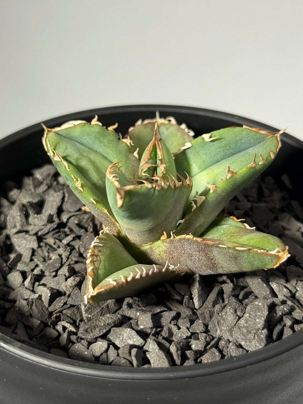 【台湾Stano.Lab産】<br>アガベ チタノタ<br> 'Dragon Eyes'龍瞳
