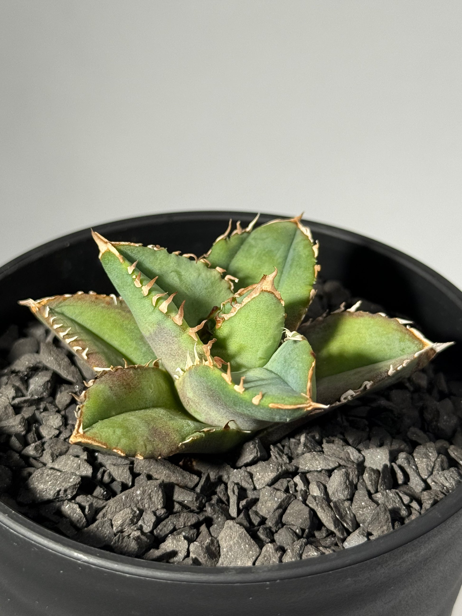 【台湾Stano.Lab産】<br>アガベ チタノタ<br> 'Dragon Eyes'龍瞳