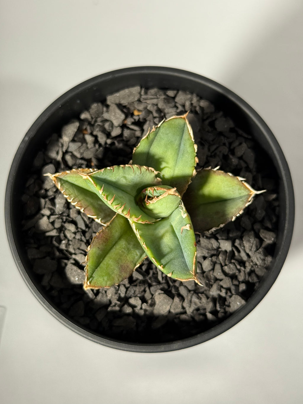 【台湾Stano.Lab産】<br>アガベ チタノタ<br> 'Dragon Eyes'龍瞳