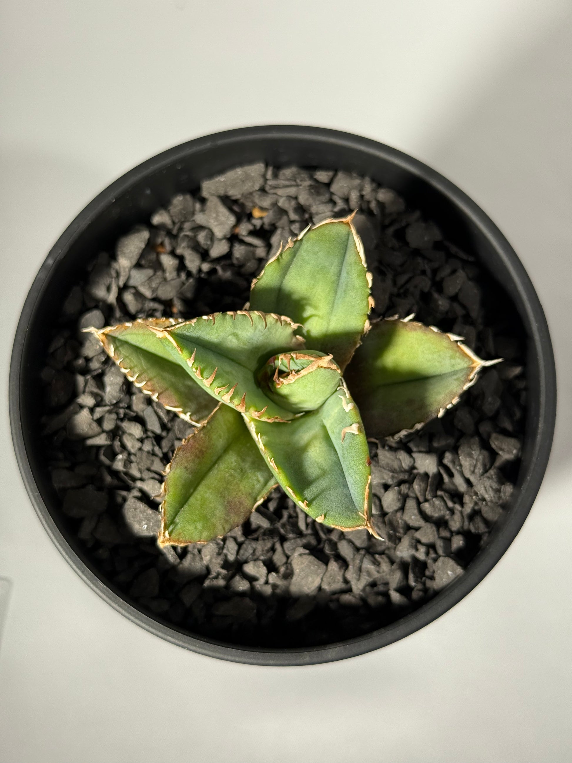 【台湾Stano.Lab産】<br>アガベ チタノタ<br> 'Dragon Eyes'龍瞳
