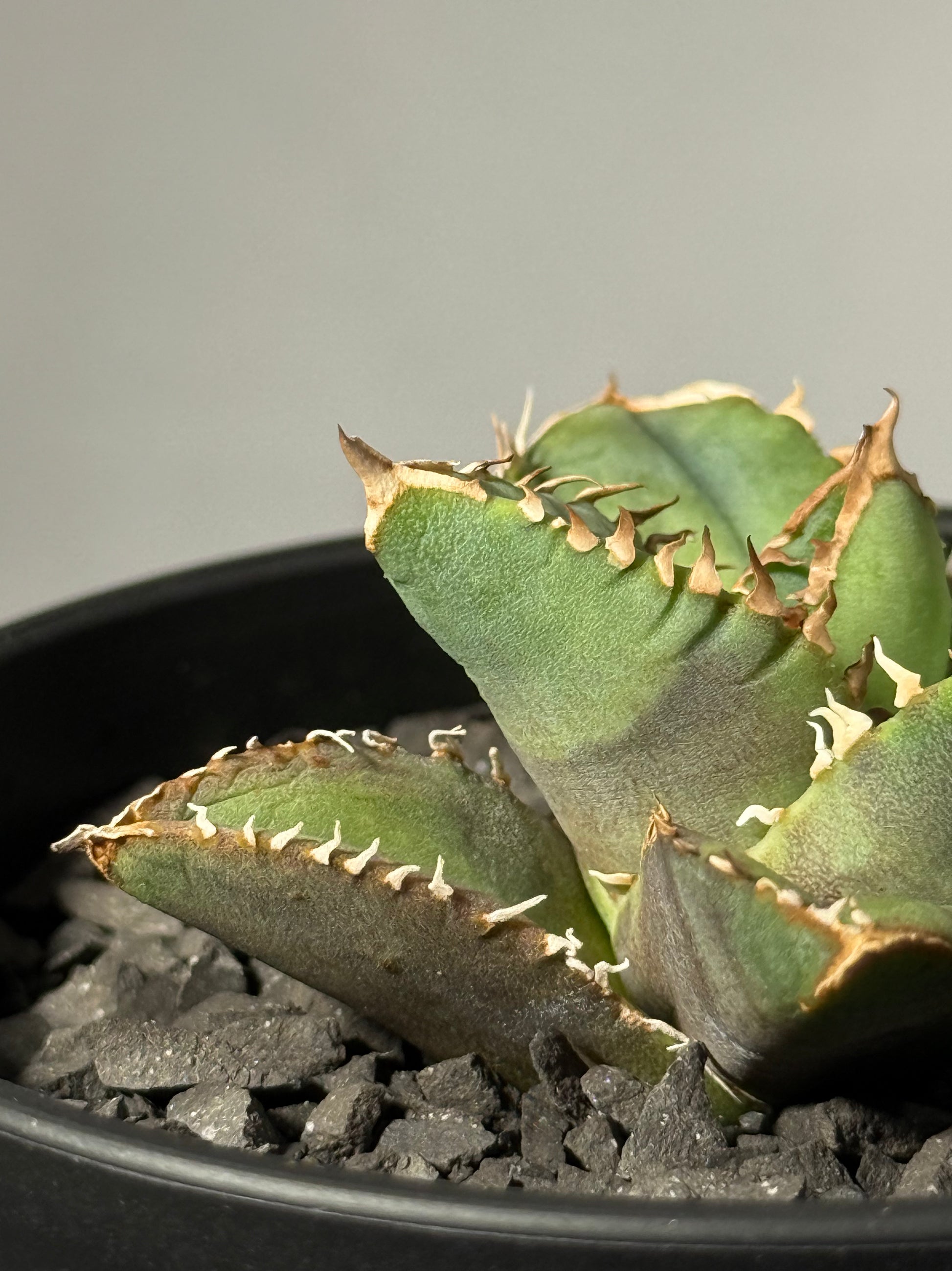 【台湾Stano.Lab産】<br>アガベ チタノタ<br> 'Dragon Eyes'龍瞳