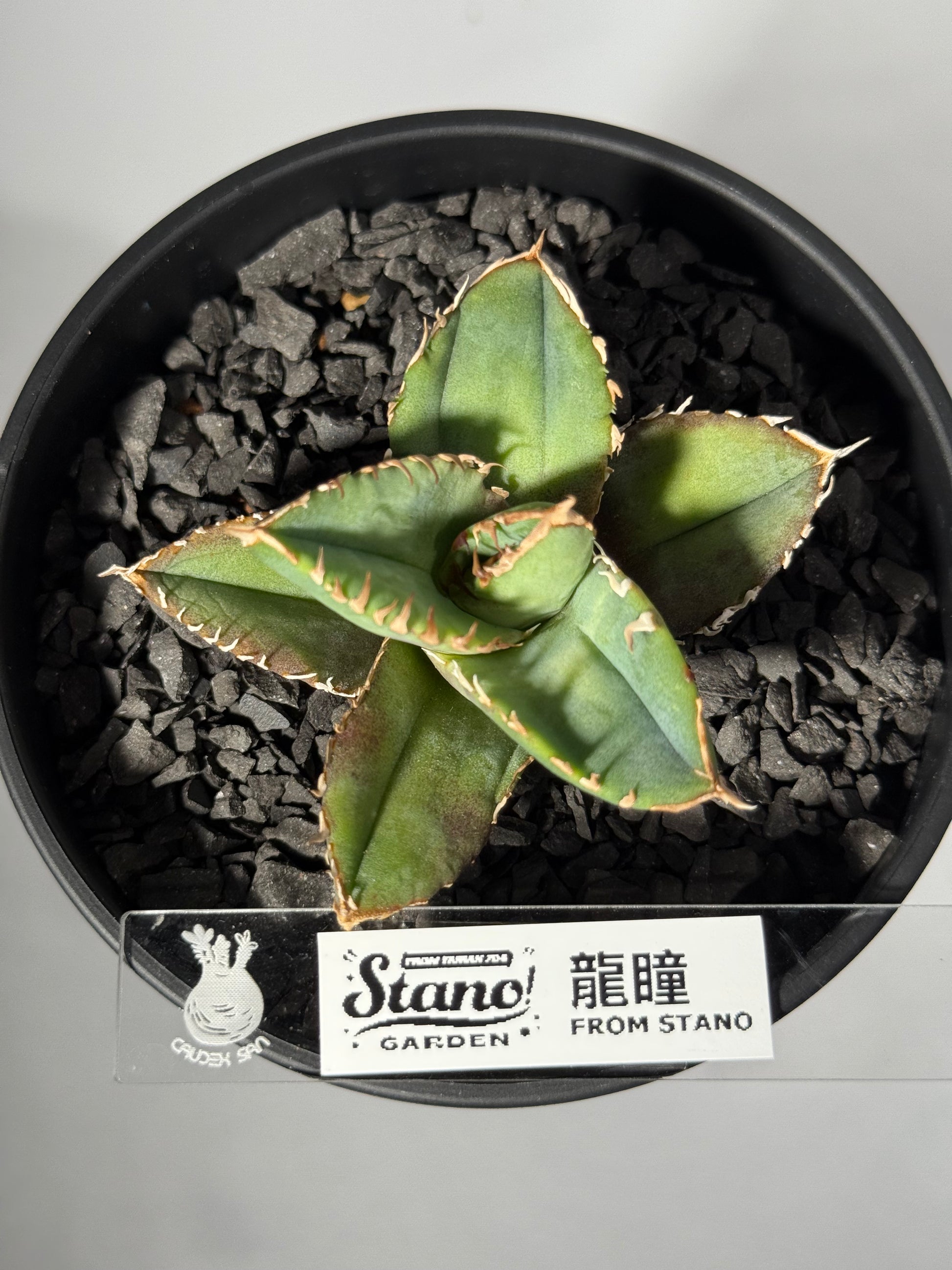 【台湾Stano.Lab産】<br>アガベ チタノタ<br> 'Dragon Eyes'龍瞳