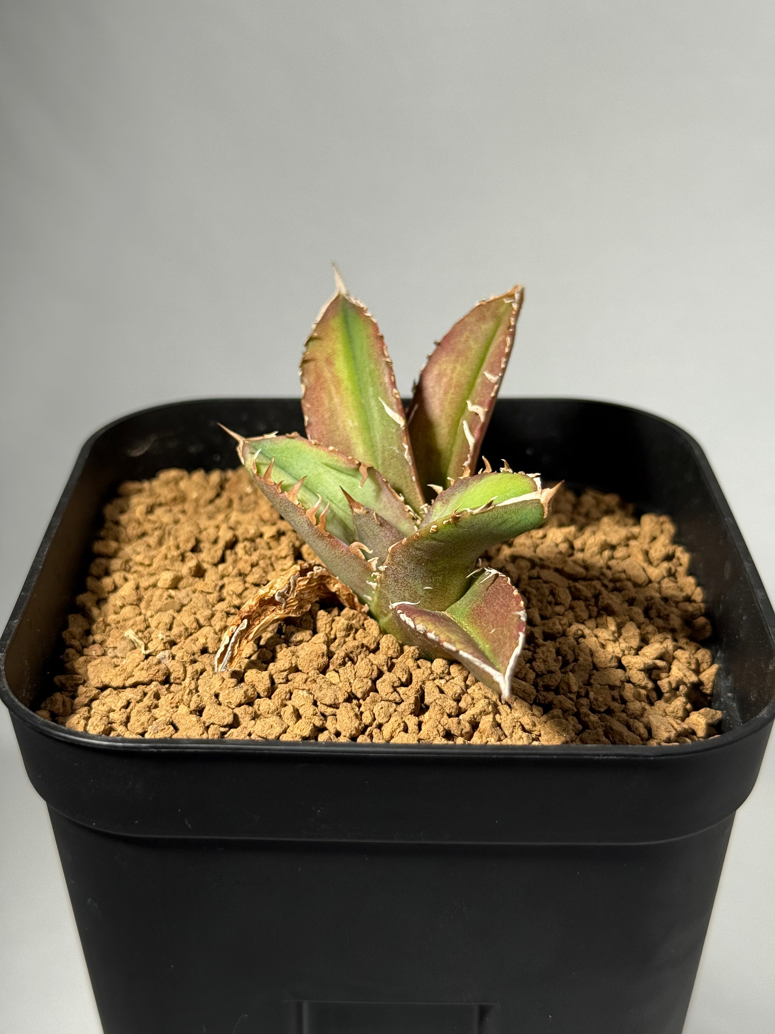 【子株6つ付】アガベ チタノタ 皇冠 アガベ 皇冠 子株 子株6つ付】アガベ チタノタ 皇冠 子株6つ付】アガベ