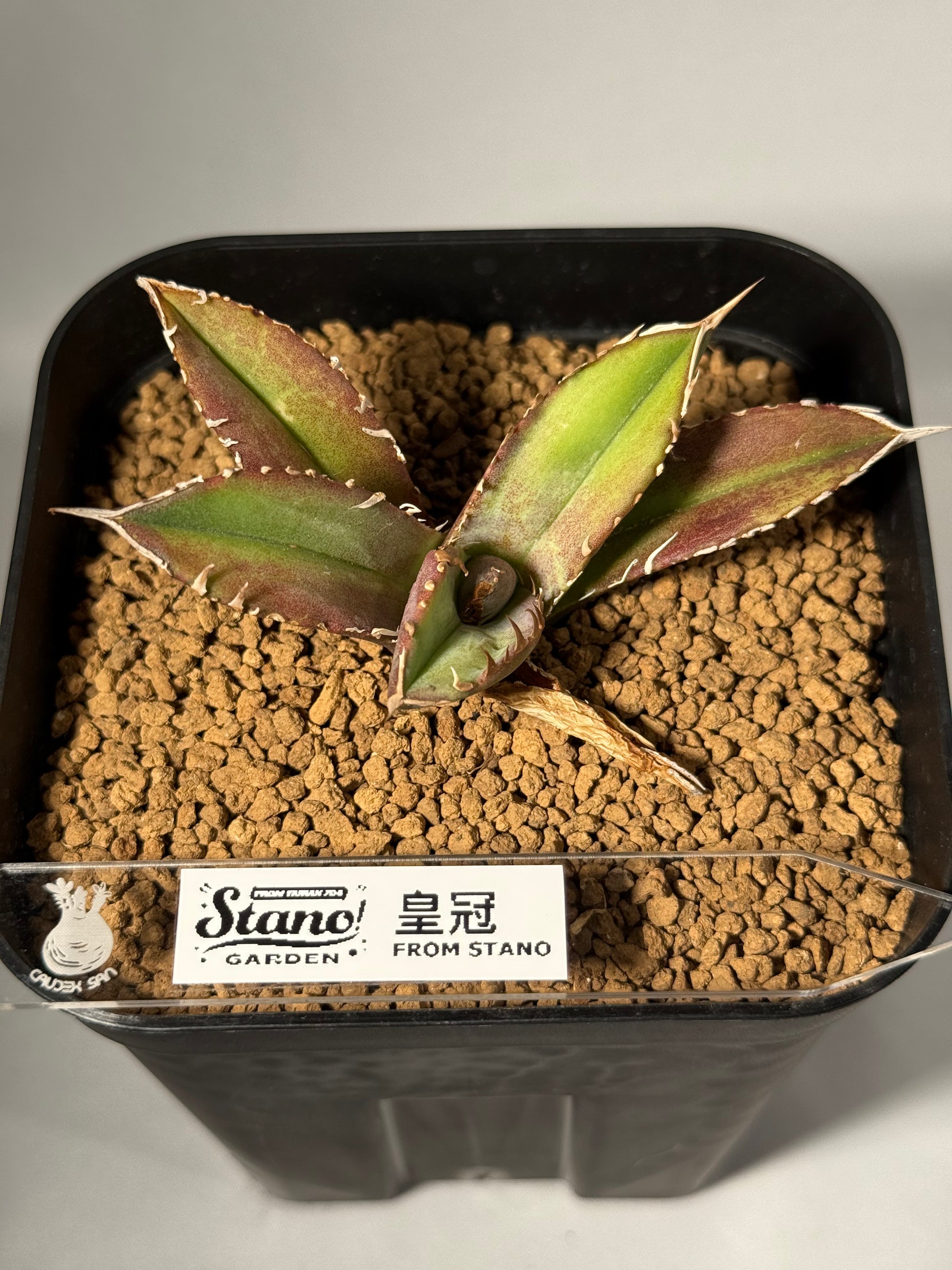 【台湾Stano.Lab産】<br>アガベ チタノタ <br>'皇冠' CROWN