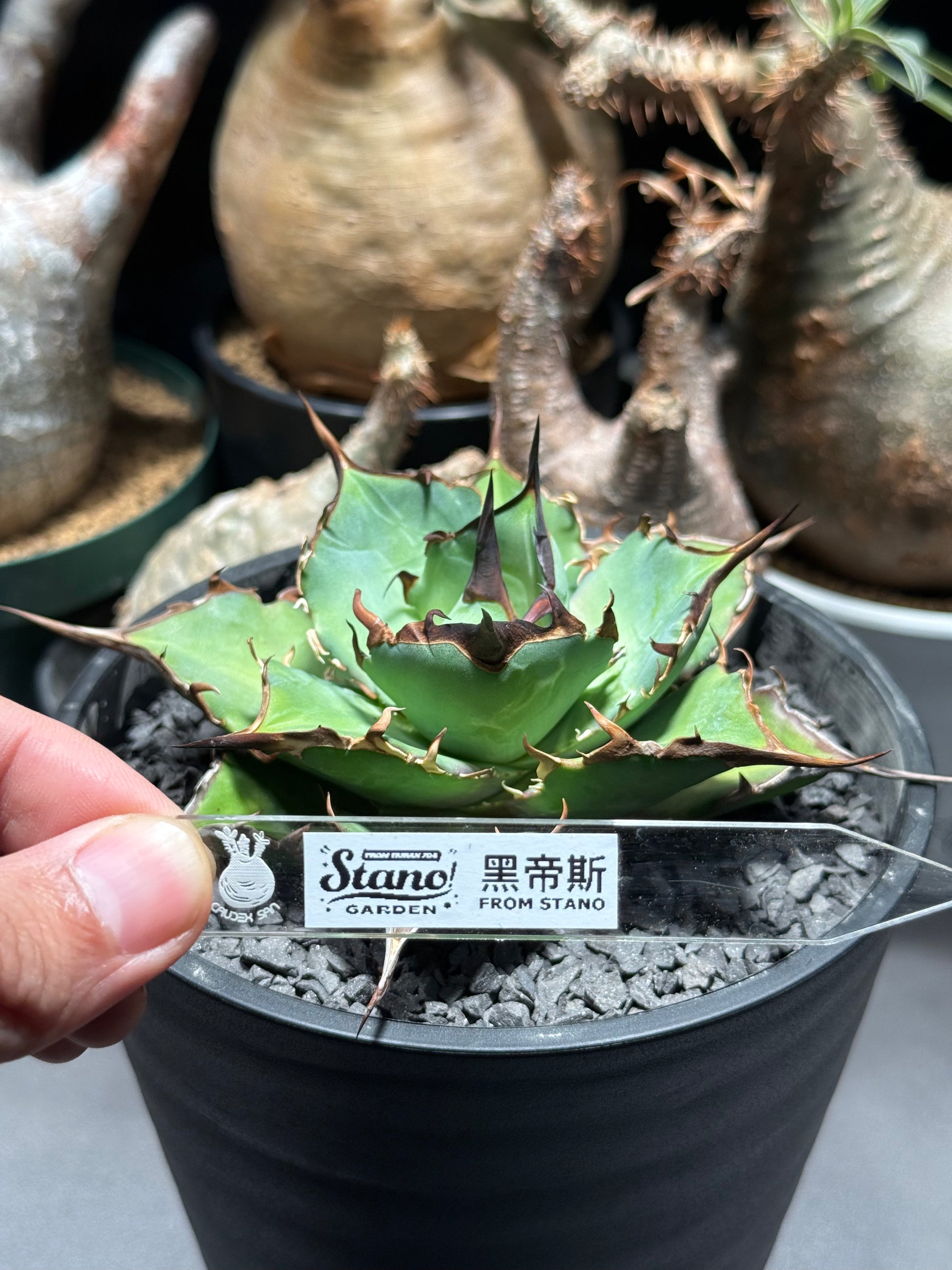 【Stano.Lab】<br>アガベ チタノタ<br> '黑帝斯'GT-5