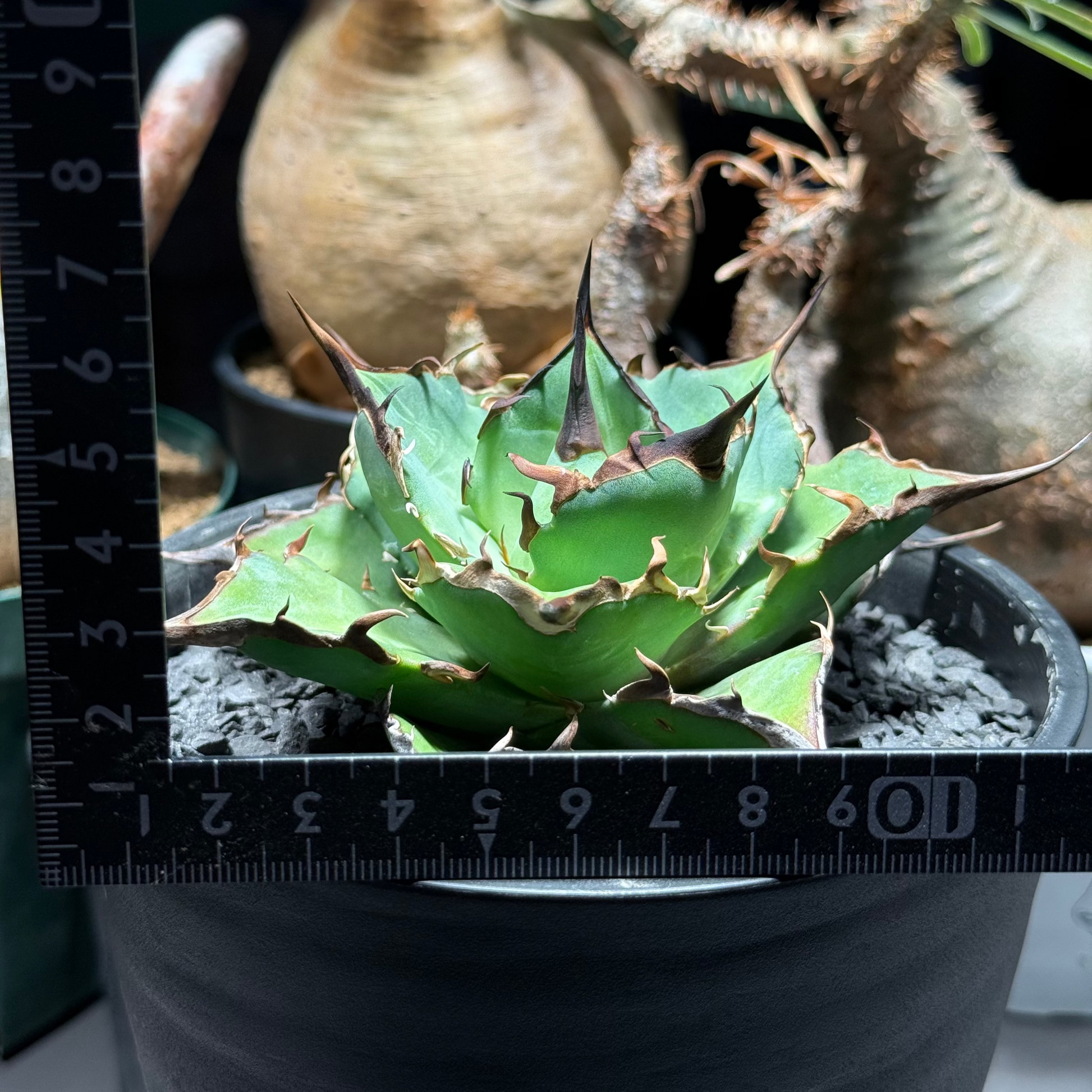 【Stano.Lab】<br>アガベ チタノタ<br> '黑帝斯'GT-5