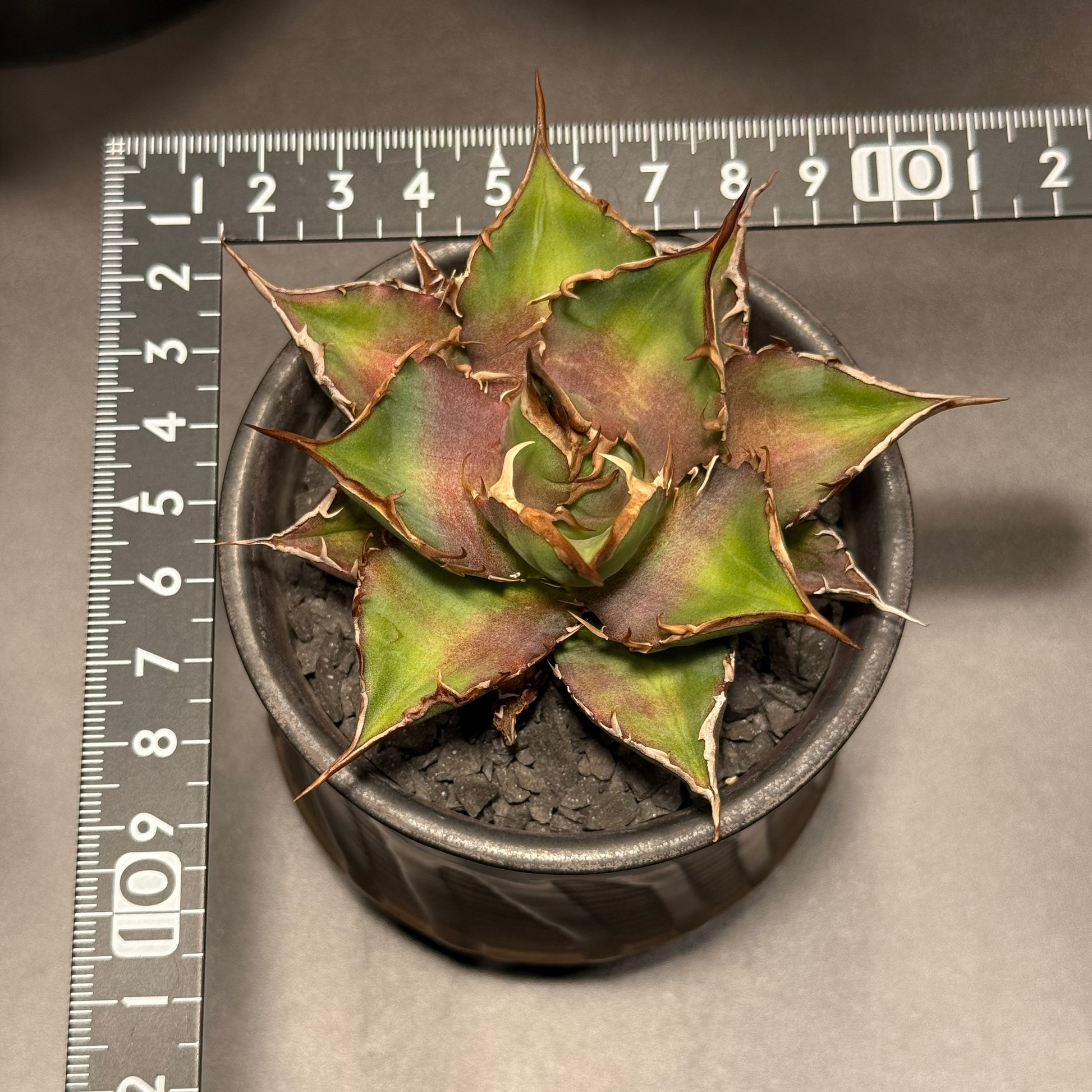 【台湾Stano.Lab産】<br>アガベ チタノタ<br> '魚刺' GT-3