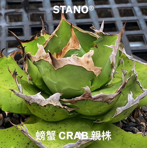 【Stano.Lab】<br>アガベ チタノタ<br> 'カニ'