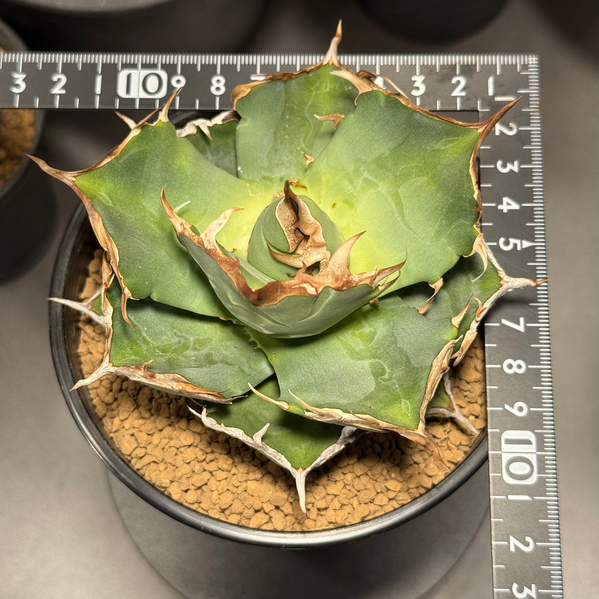 【Stano.Lab】<br>アガベ チタノタ<br> 'カニ'