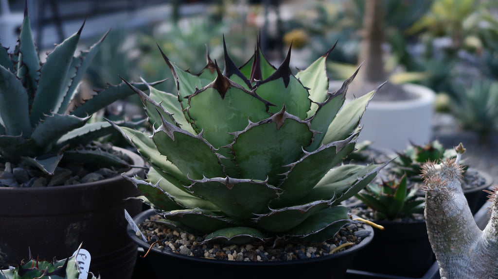 【Stano.Lab】<br>アガベ チタノタ<br> 'パンダ' GT-18