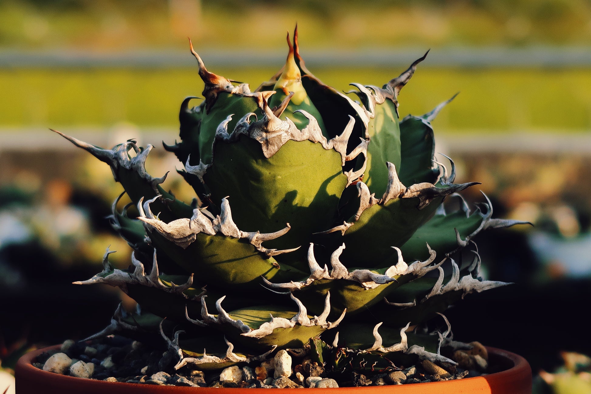 【Stano.Lab】<br>アガベ チタノタ<br> 'シーザー' GT-29