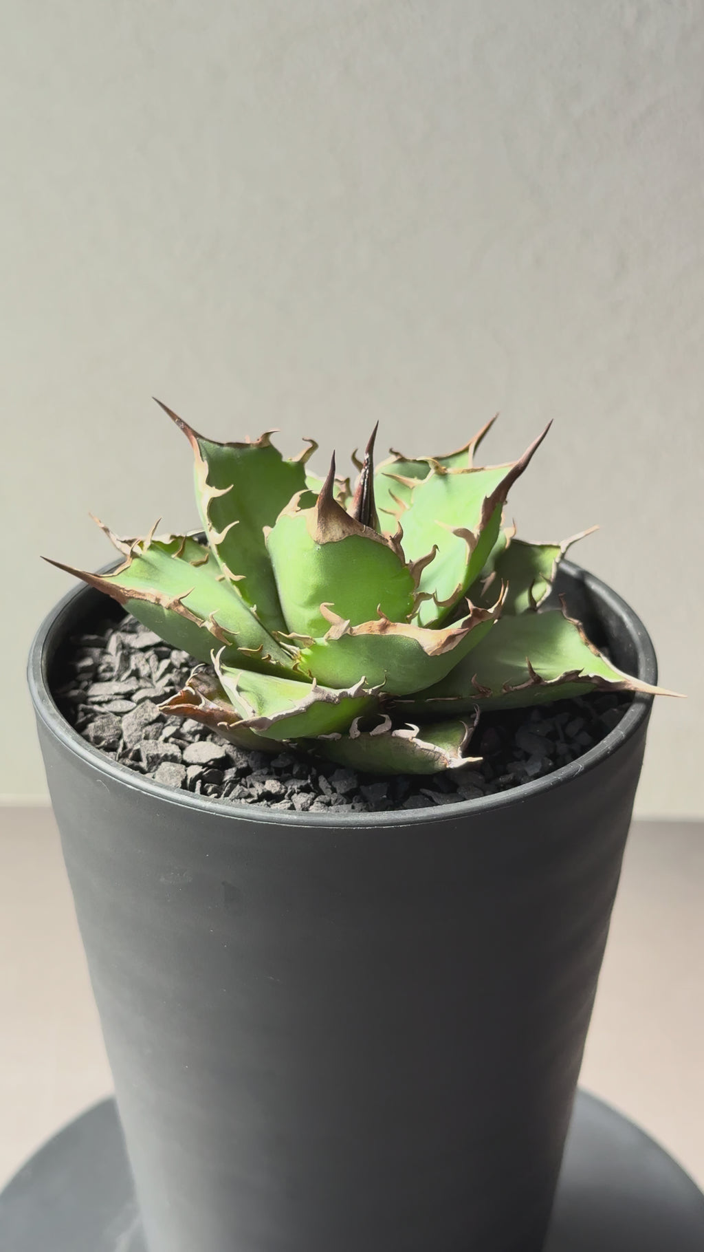 【Stano.Lab】<br>アガベ チタノタ<br> 'フィッシュ ボーン' GT-3